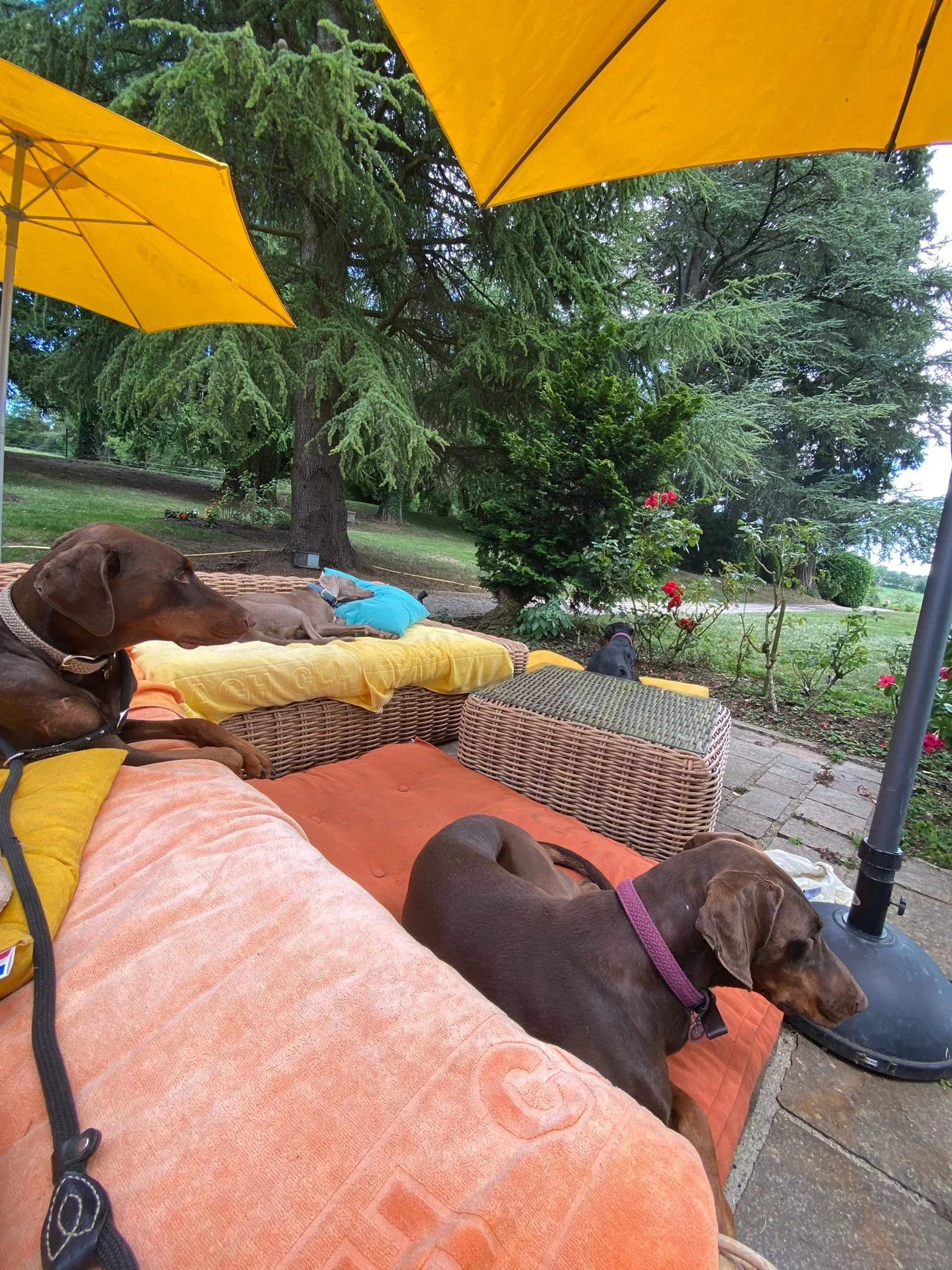 Quelle chance d avoir 4 magnifiques et gentils chiens. 
Tous adorables mais tellement diff&eacute;rents 🐕🐕🐕🐕
