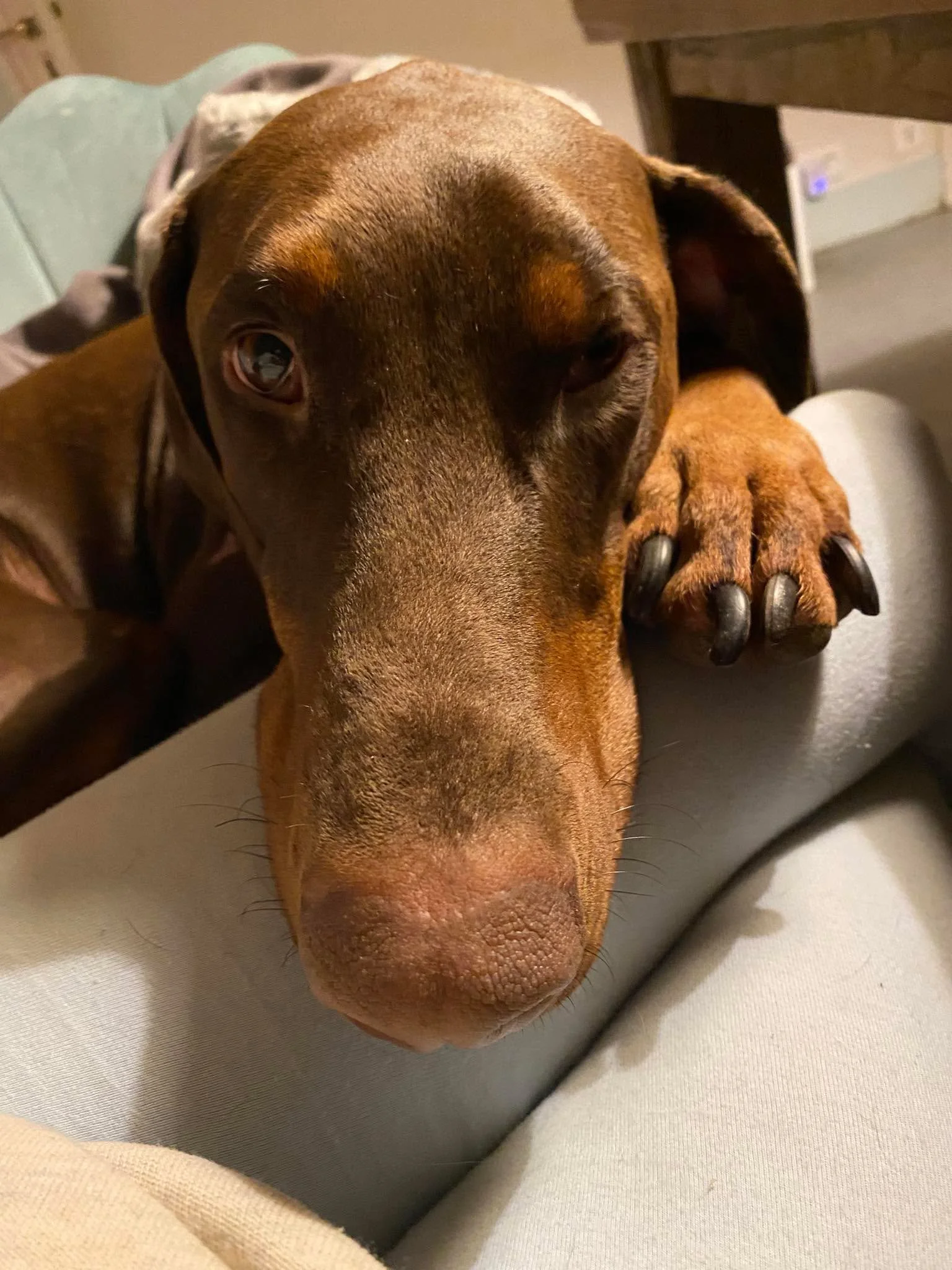 Bonne nuit de mon Titus