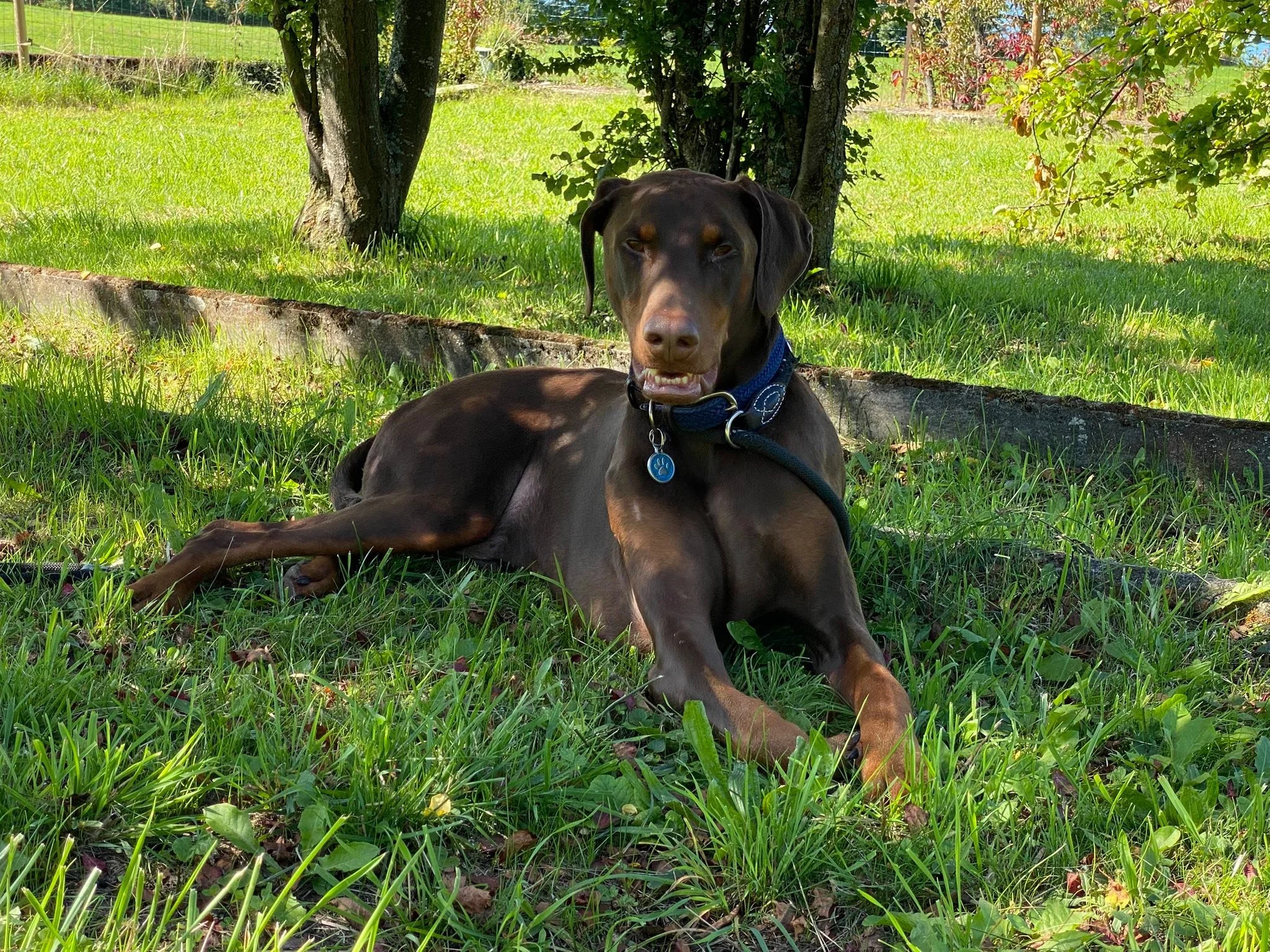 Titus, Zipo, Nikka et Bella &hellip; mes 4 fid&egrave;les loulous &hearts;️🐕🐕🐕🐕&hearts;️