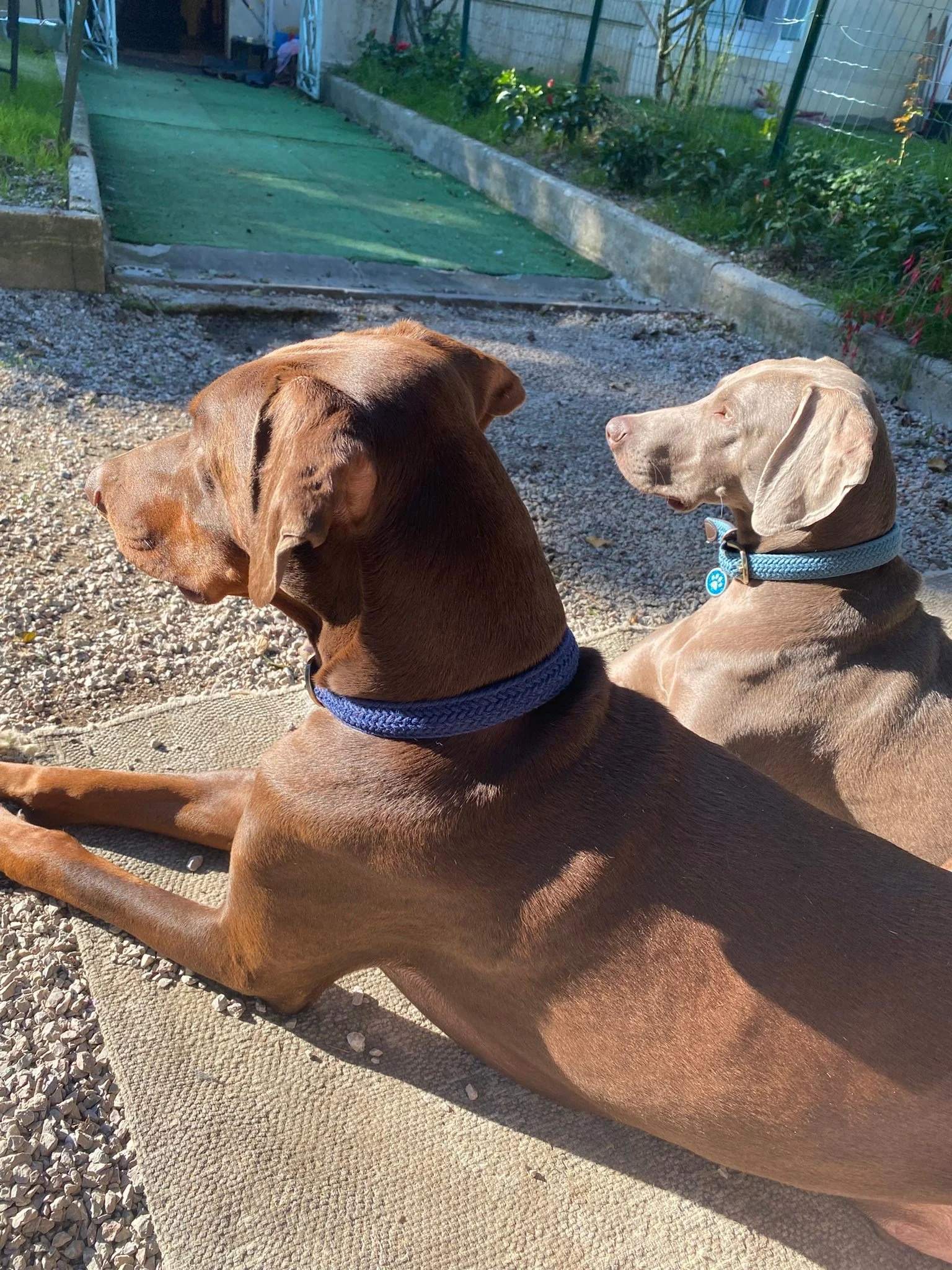 Titus a nouvellement droit &agrave; un petit bout de jardin 
Il profite du soleil avec ses copains