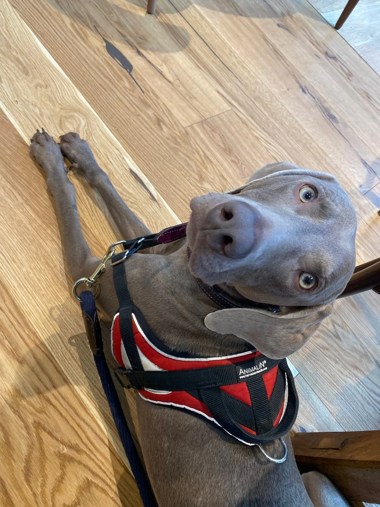 Silverman &hellip; le plus beau et le plus gentil des Zipo en apprentissage en ville.
Il pr&eacute;f&eacute;re la campagne et la nature dans laquelle il s &eacute;clate 
Mais il faut de tout pour faire un bon chien 💓