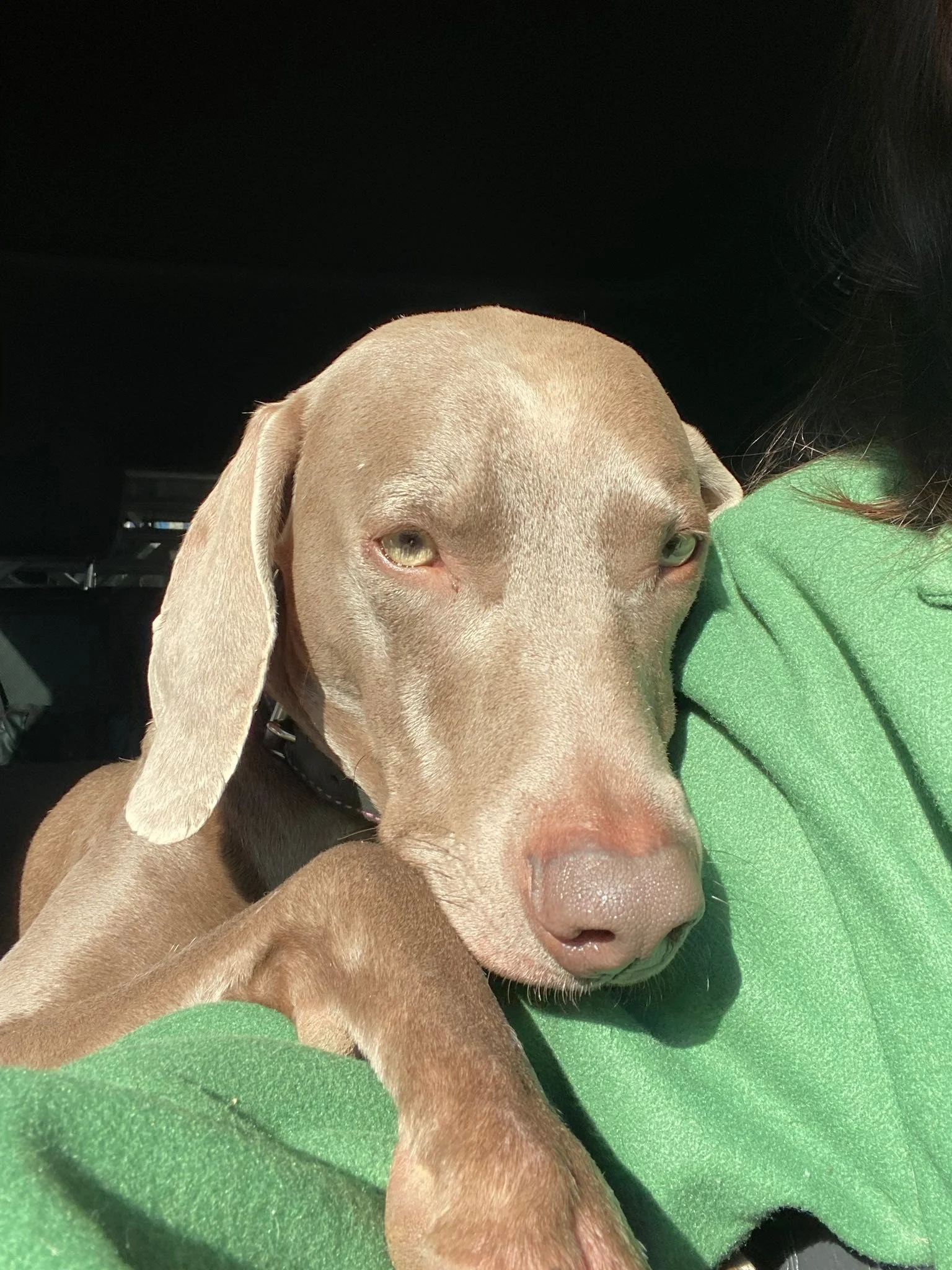 Zipo&hellip; mon petit pot de colle &hellip; il me suis partout, m&ecirc;me en voiture 🚗. Je suis son oxyg&egrave;ne 💓