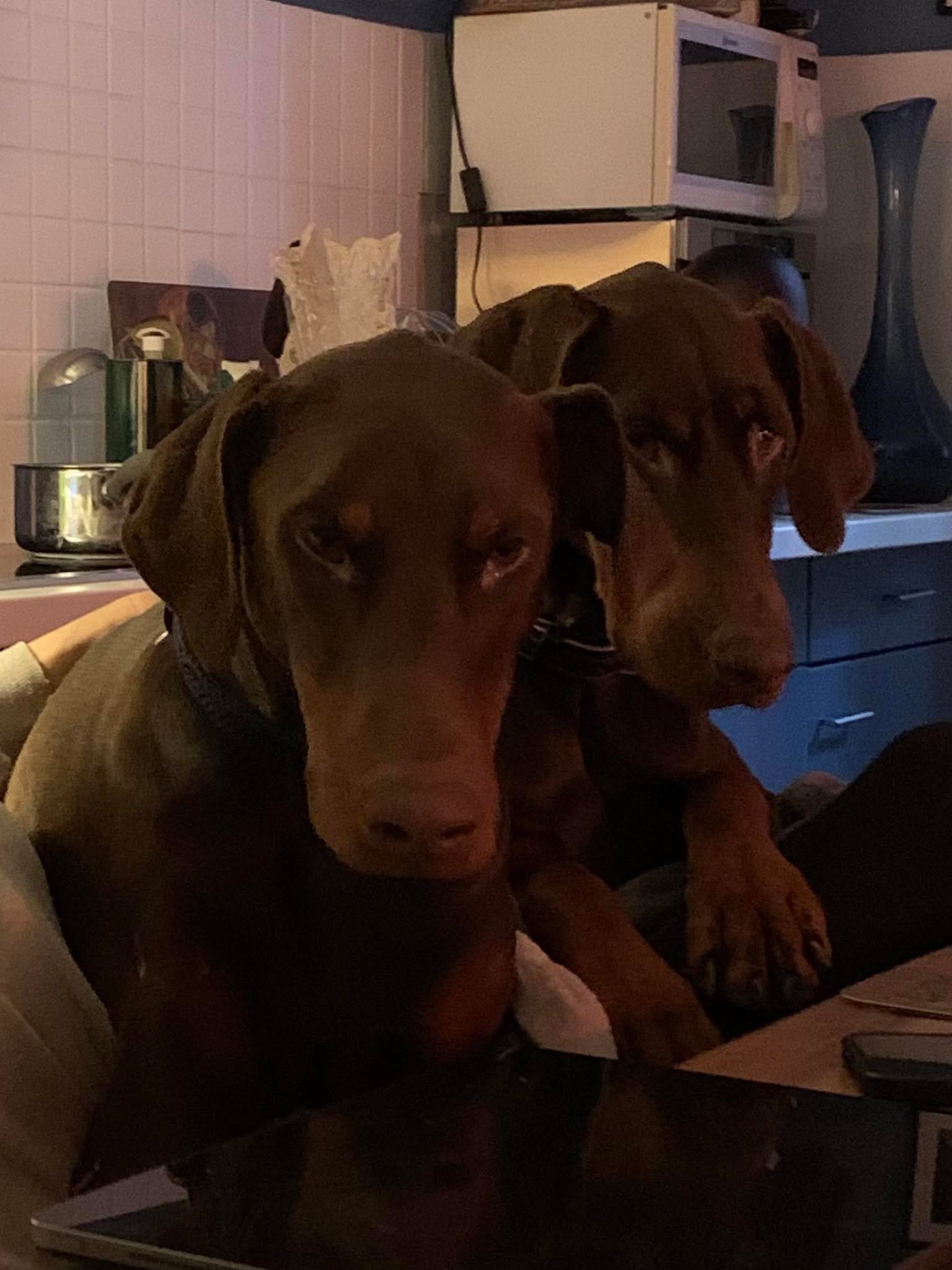 Les salutations du matin des deux chocolats sur mes genoux &hellip; ou plut&ocirc;t comment pouvoir partager le d&eacute;jeuner avec nous 😋😉🤗