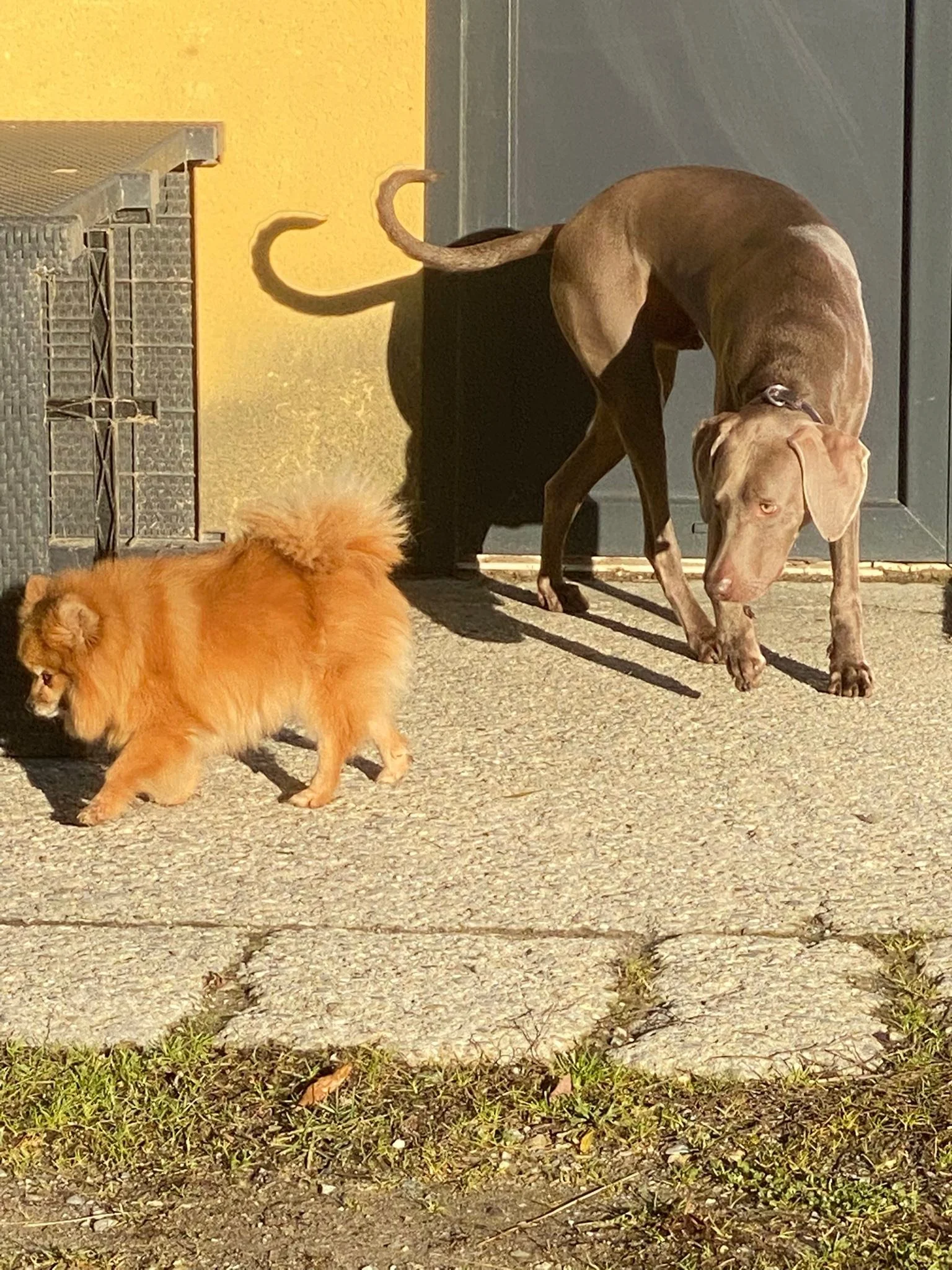 Quand Zipo s invite chez Doudou &hellip;