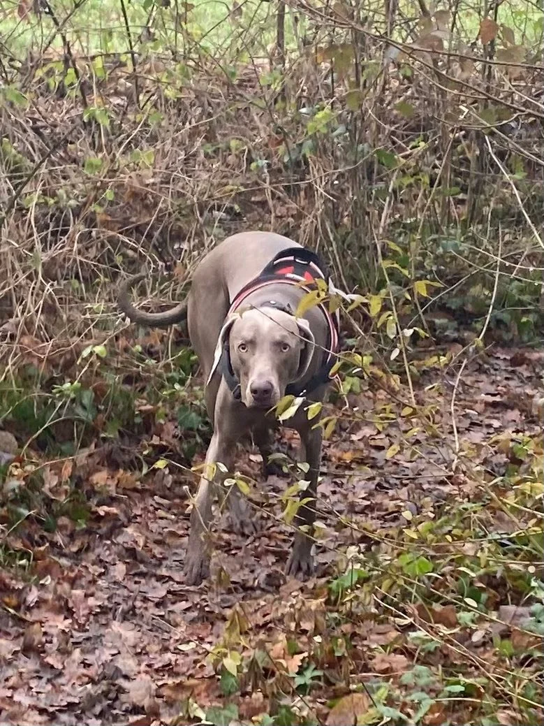 2 ans mon ZIPO aujourd hui 🎁

Joyeux Anniversaire mon petit coeur ❤️