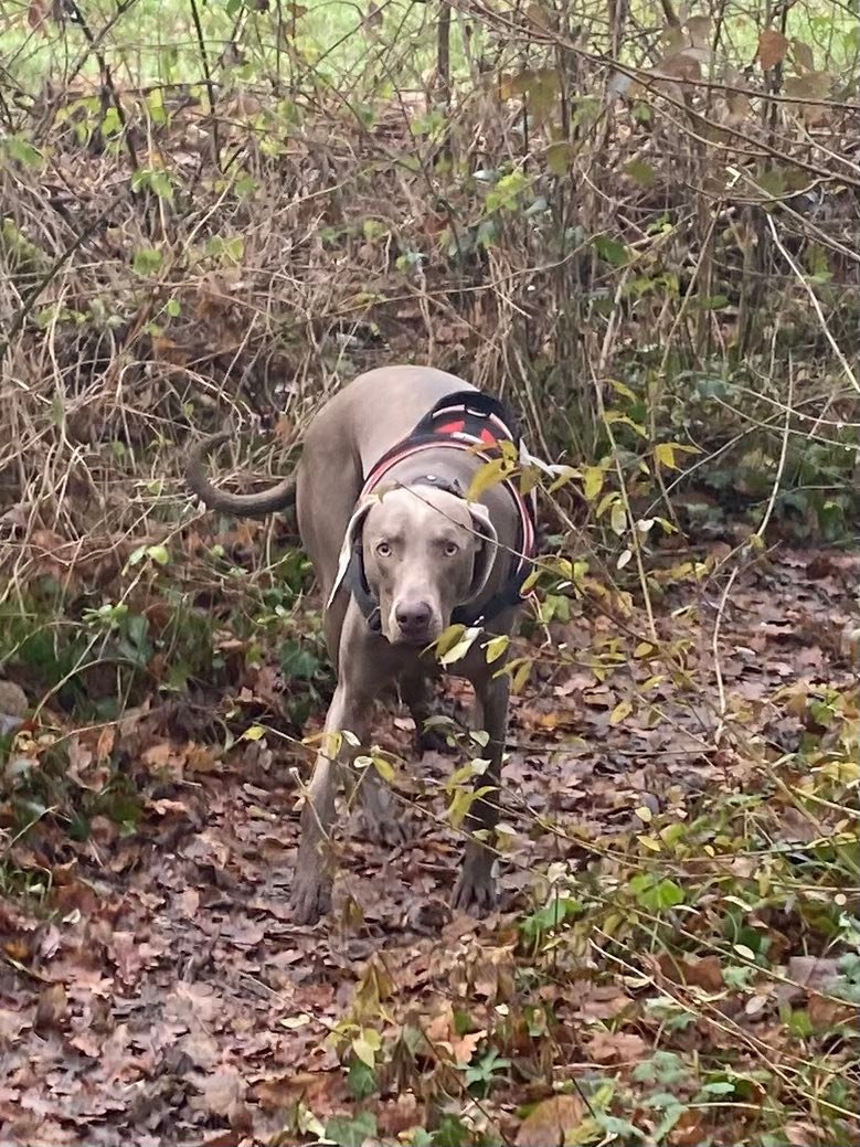 2 ans mon ZIPO aujourd hui 🎁

Joyeux Anniversaire mon petit coeur ❤️