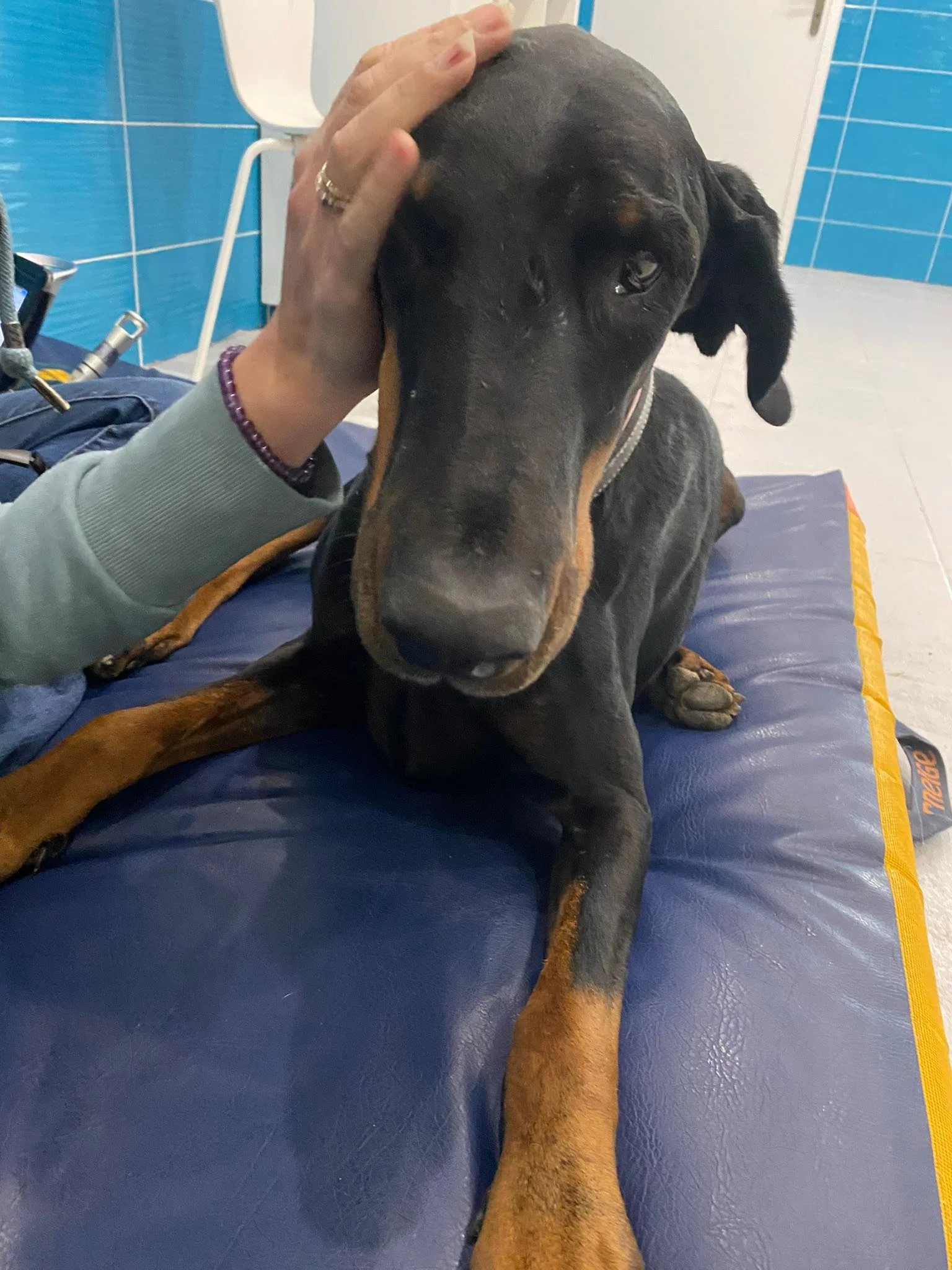 NIKKA, pleine de reconnaissance pour les bons soins prodigu&eacute;s par sa bonne fee Charlotte Coevoet de Cabinet PhysioVet&rsquo;Osteo du L&eacute;man 

Elle revit ma Nikka apr&egrave;s la mise d implants par Dr William Randle de la Yourte V&eacute