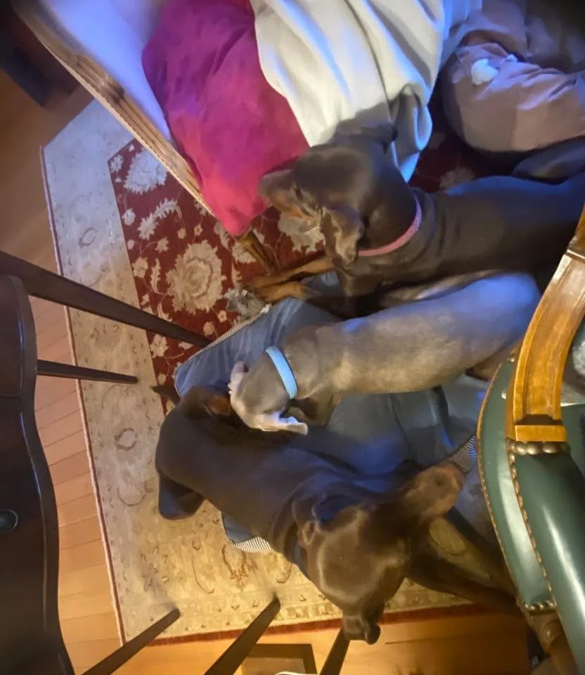 Quand je travaille un dimanche apr&egrave;s midi &hellip; les 3 &agrave; mes pieds 🐕🐕🐕

Et la quatri&egrave;me 🐕 &hellip; probablement tranquille a surveiller les chats 🐈&zwj;⬛🐕