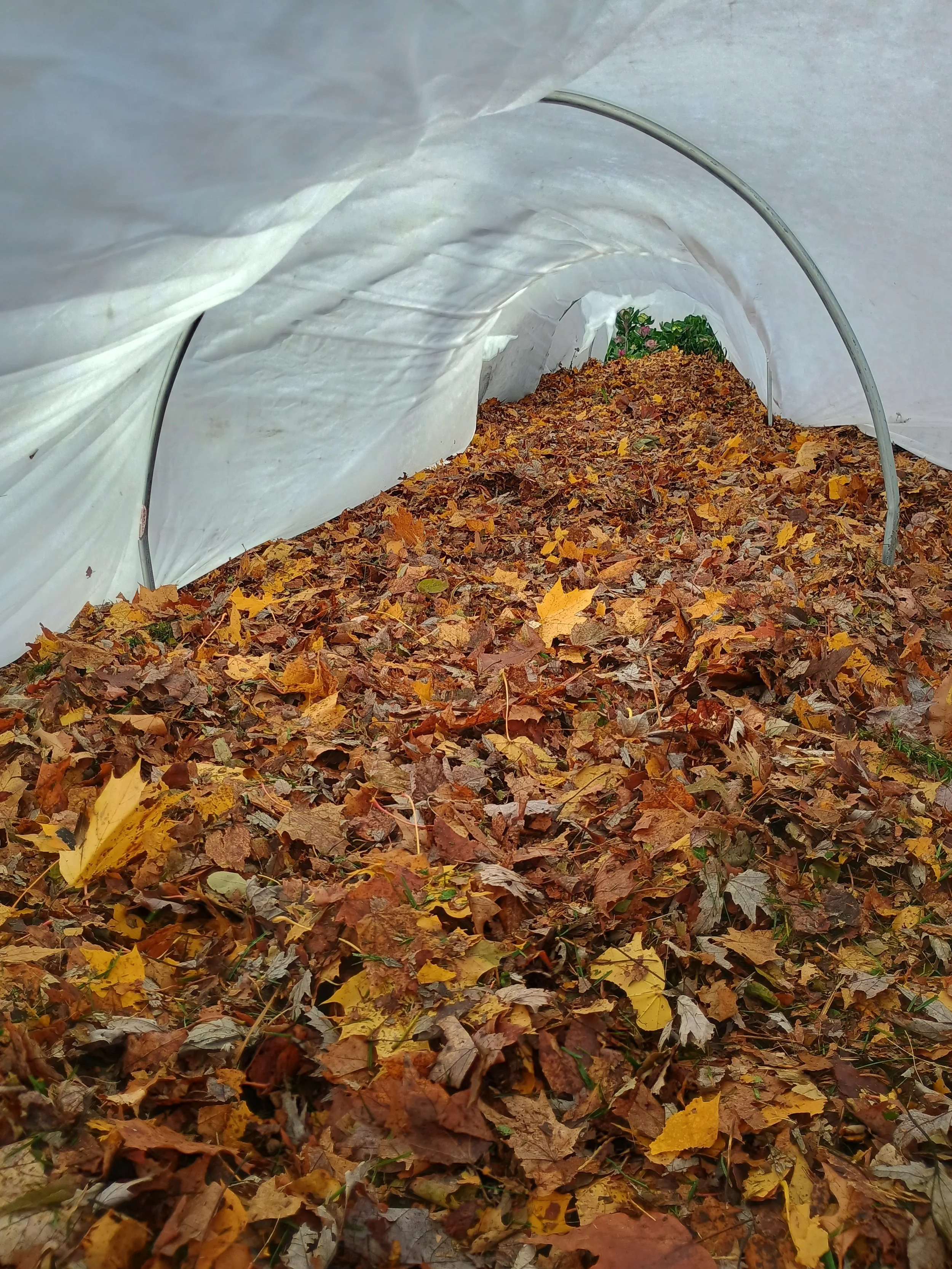 IMG_20251111_133126254_HDR (1).jpg