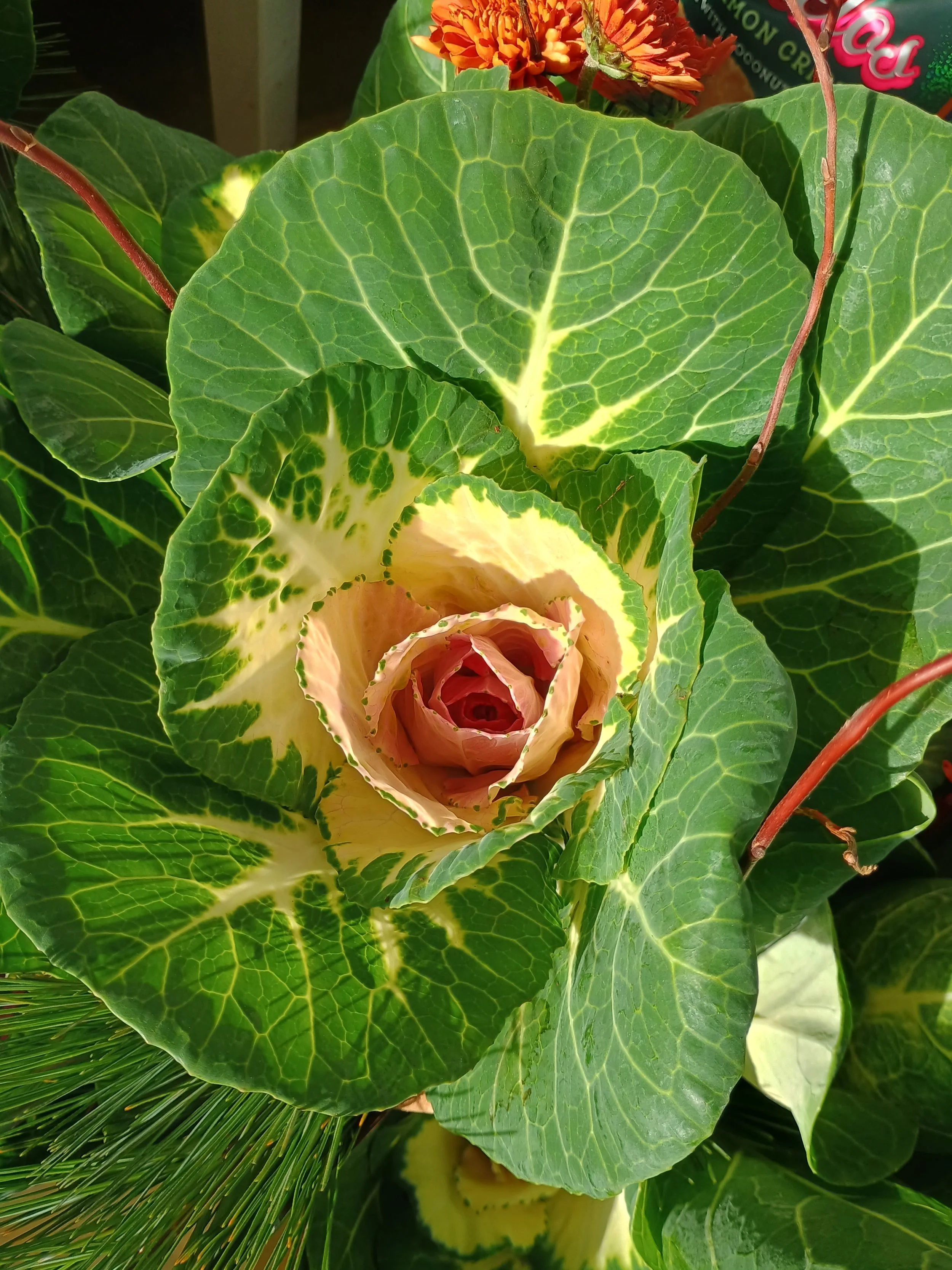 IMG_20251124_093000085_HDR (1).jpg