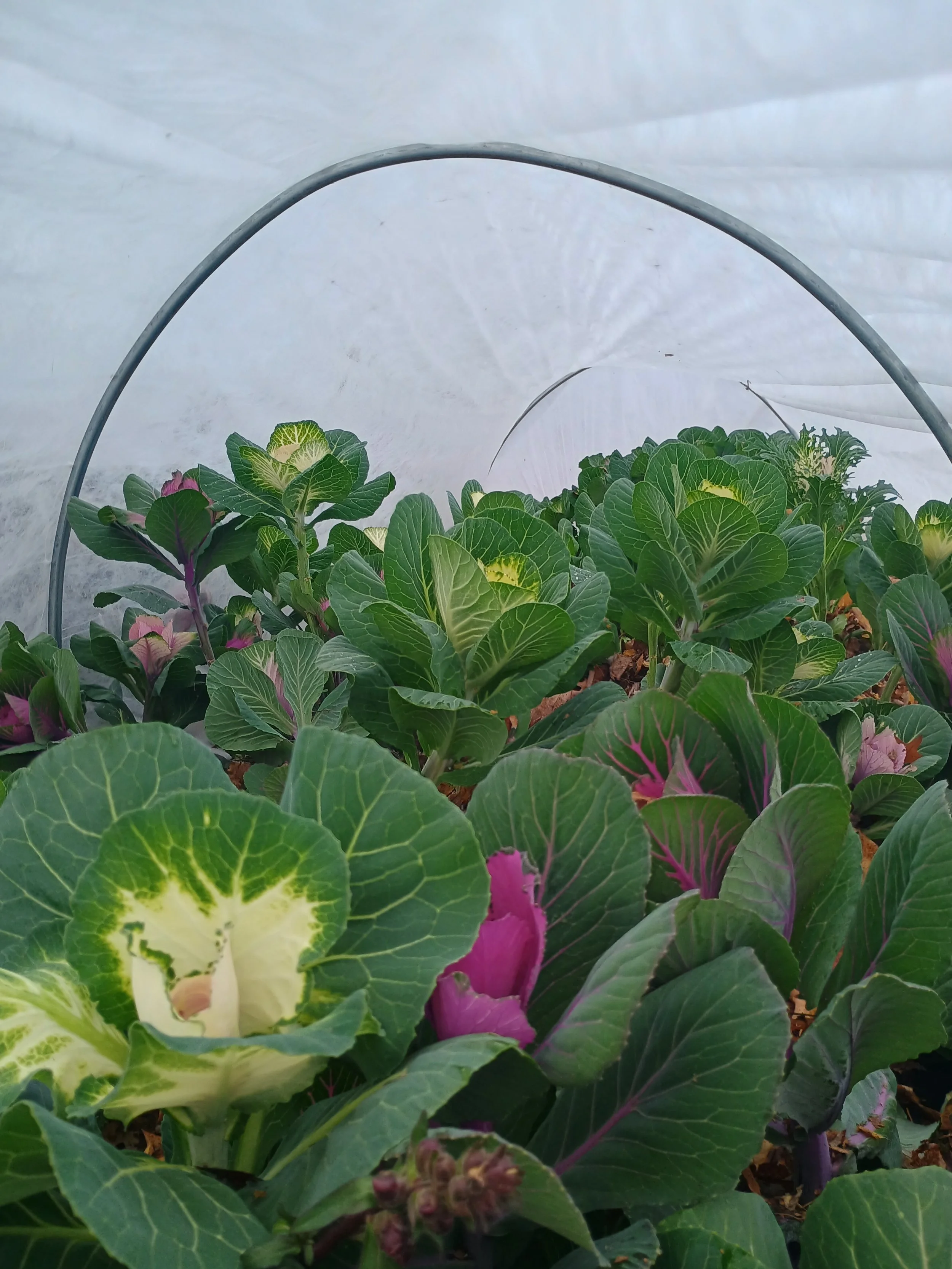 IMG_20251111_130007838_HDR (1).jpg