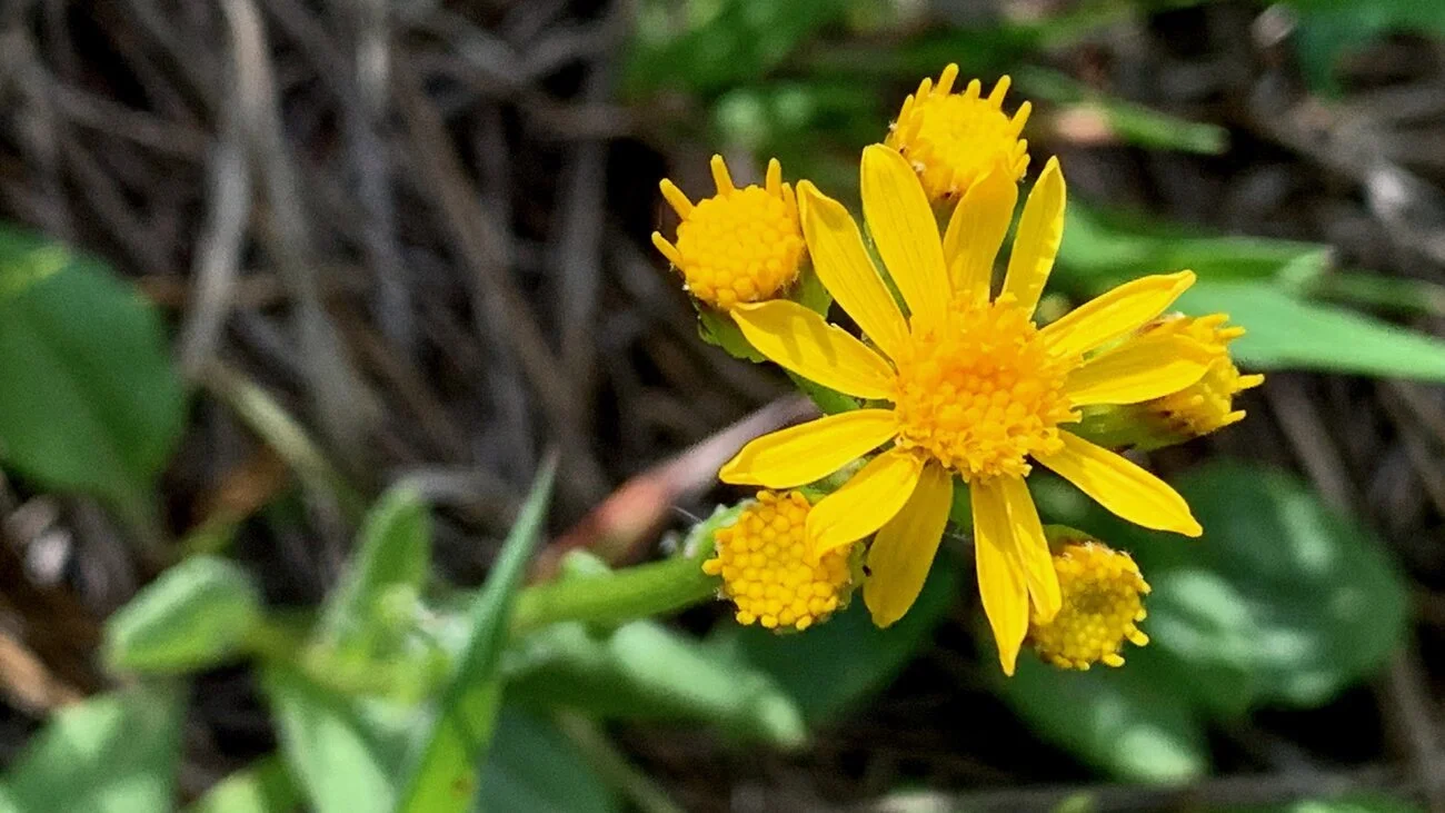 Yellow flowers
