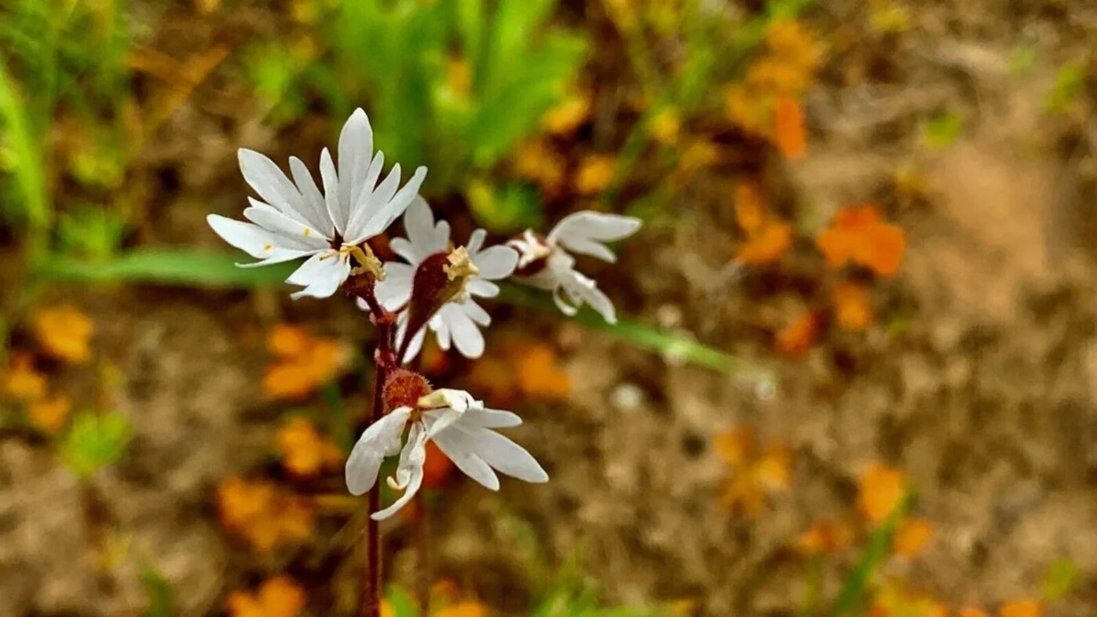 White flowers