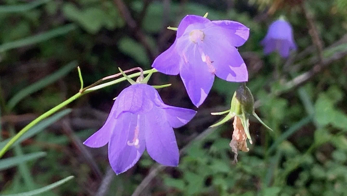 Two Purple Flowers