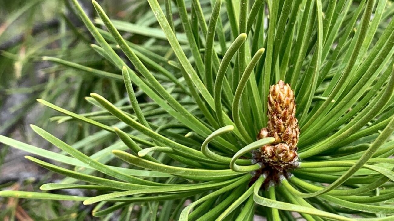 A Pinecone