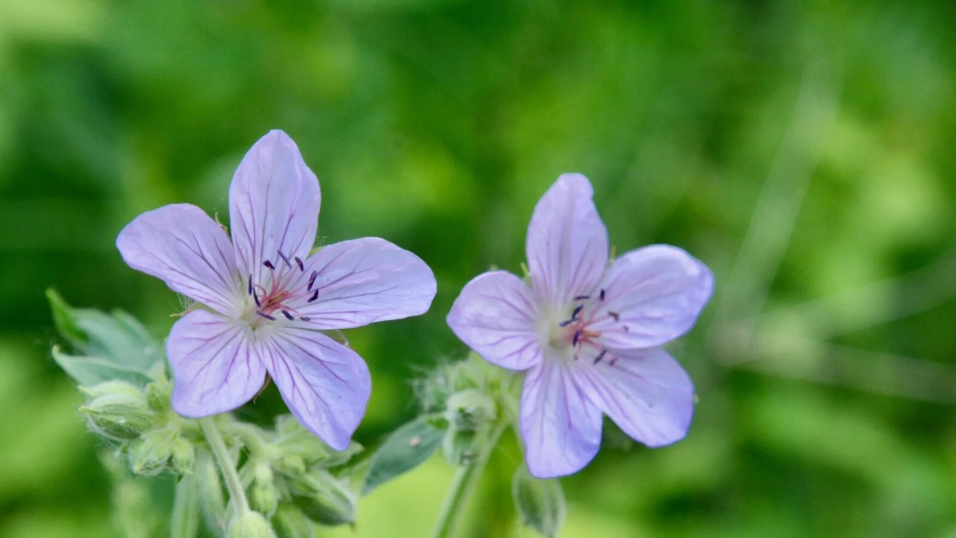 A Purple Flower