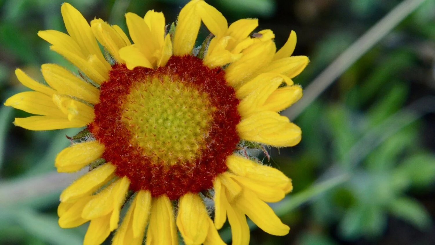 A Red and Yellow Flower