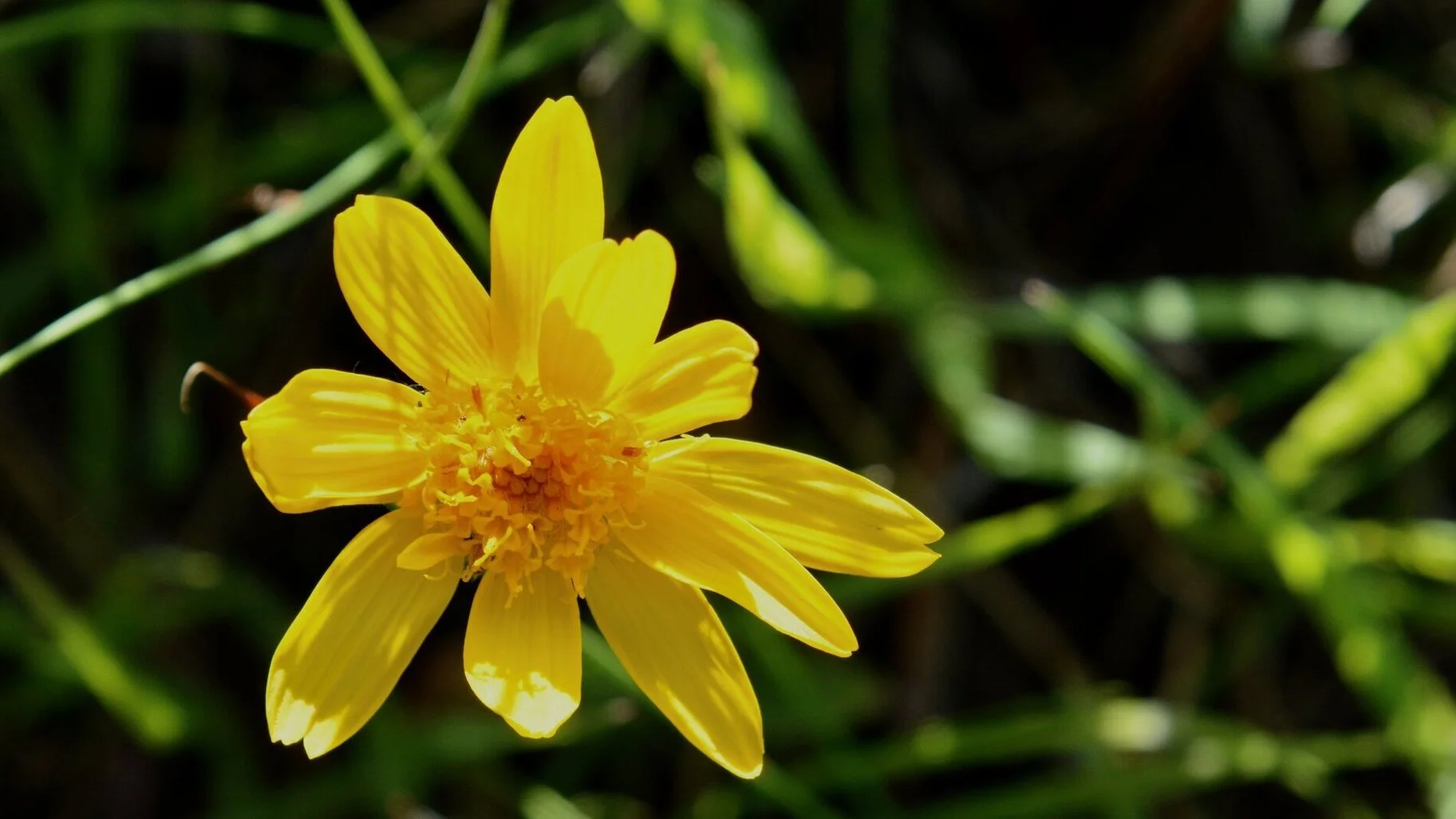 A Yellow Flower