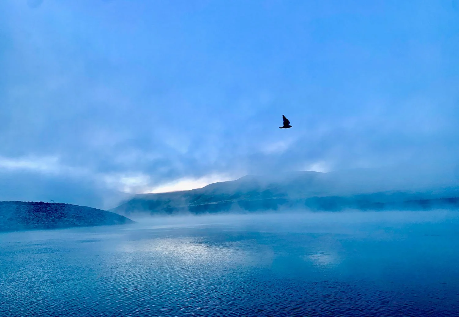 A bird in the sky