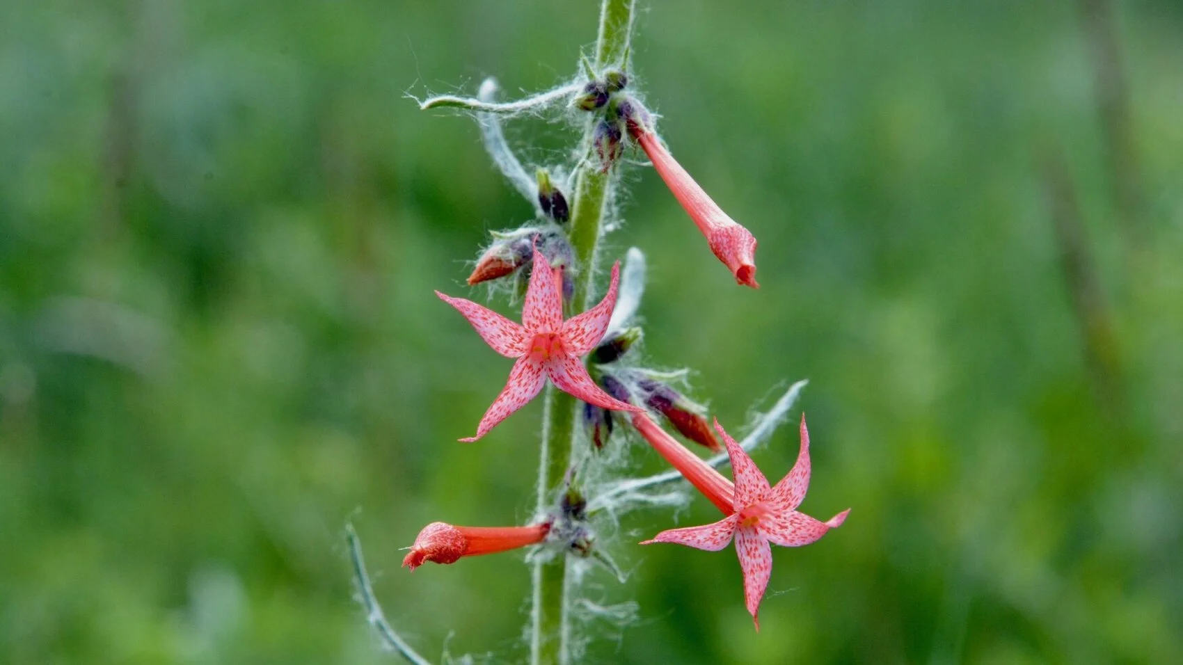 Red Flowers