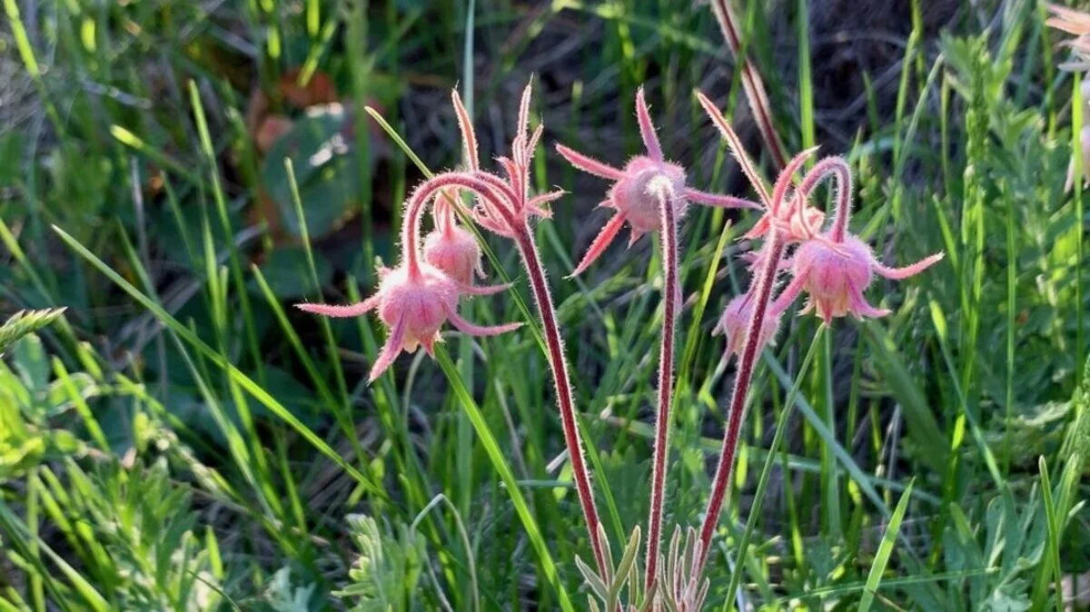 Pink Flowers
