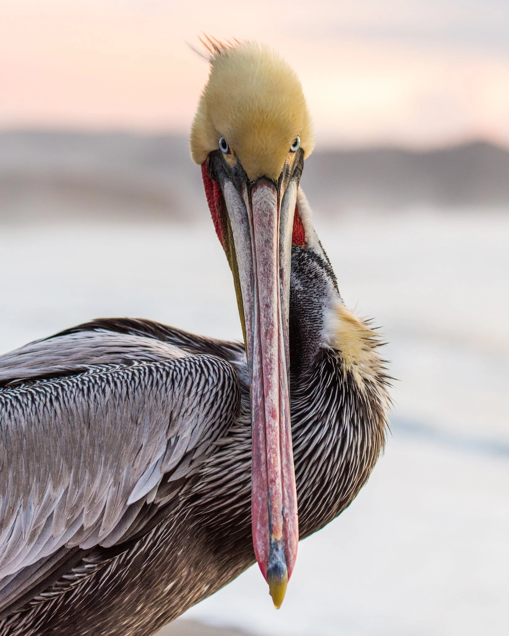 California_Pacifica_Pelican.jpg