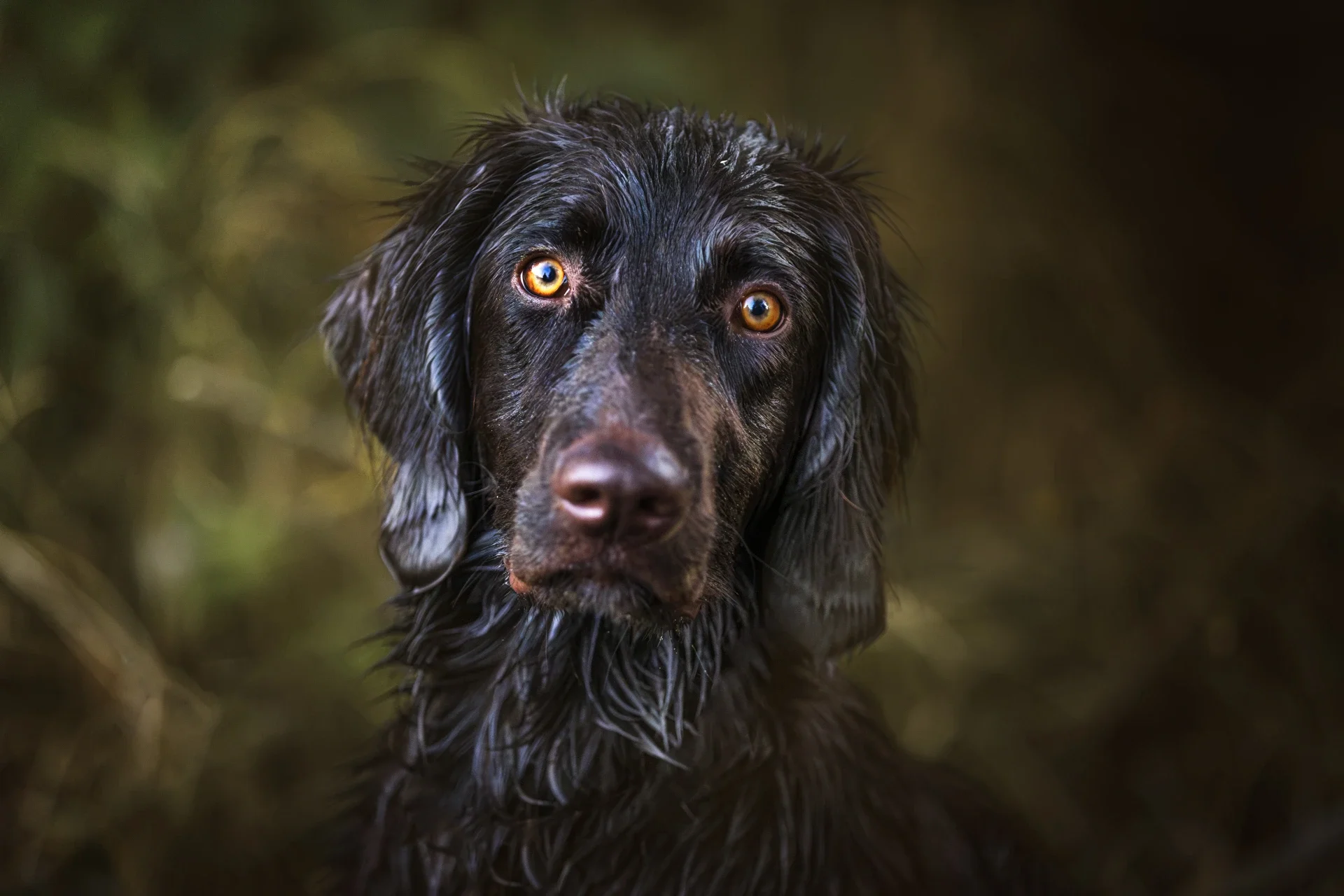 Hundefotoshooting in Kötz – mit Deutsch Langhaar Hündin Diana am Günzweiher