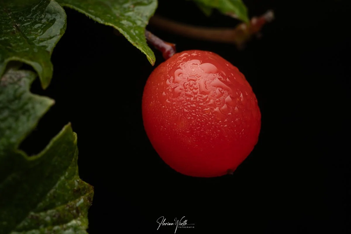 macro_web-1.jpg