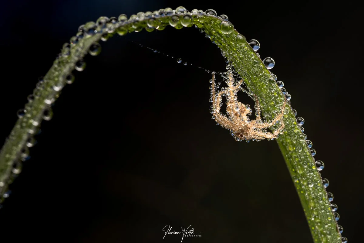 macro_web-7 - Kopie.jpg