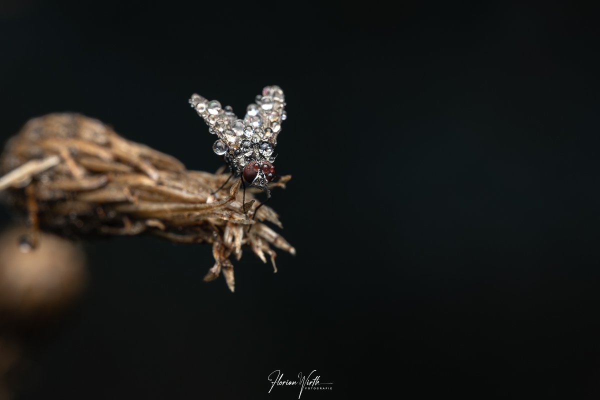 macro_web-9 - Kopie.jpg