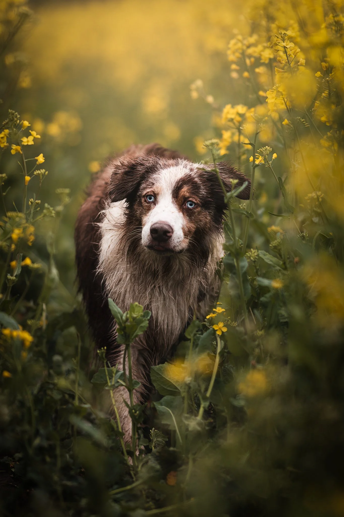 Ein Hund mit einem braunen und weißen Fell, blauen Augen, steht in einem Feld voller gelber Blumen.