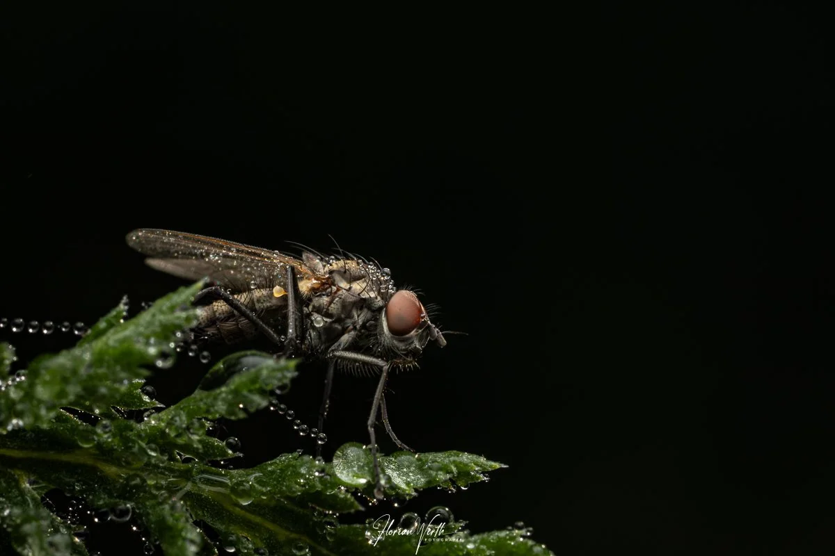 macro_web-2.jpg
