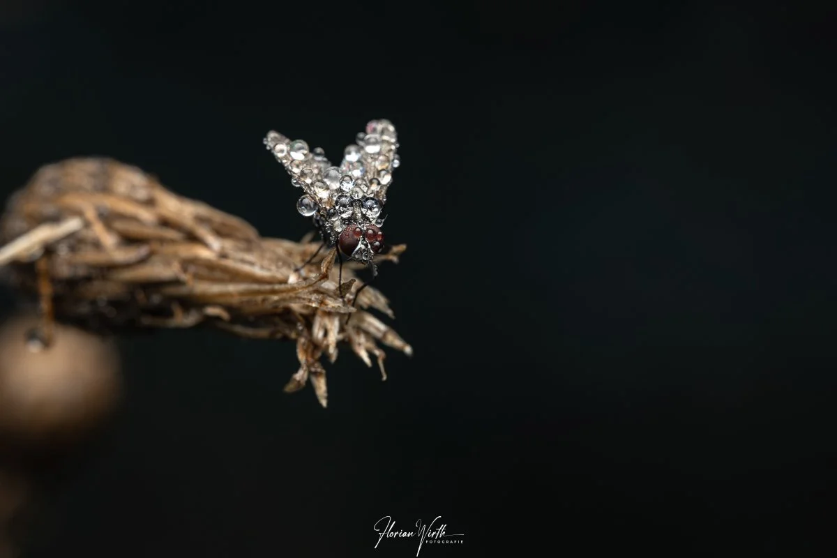 macro_web-9.jpg
