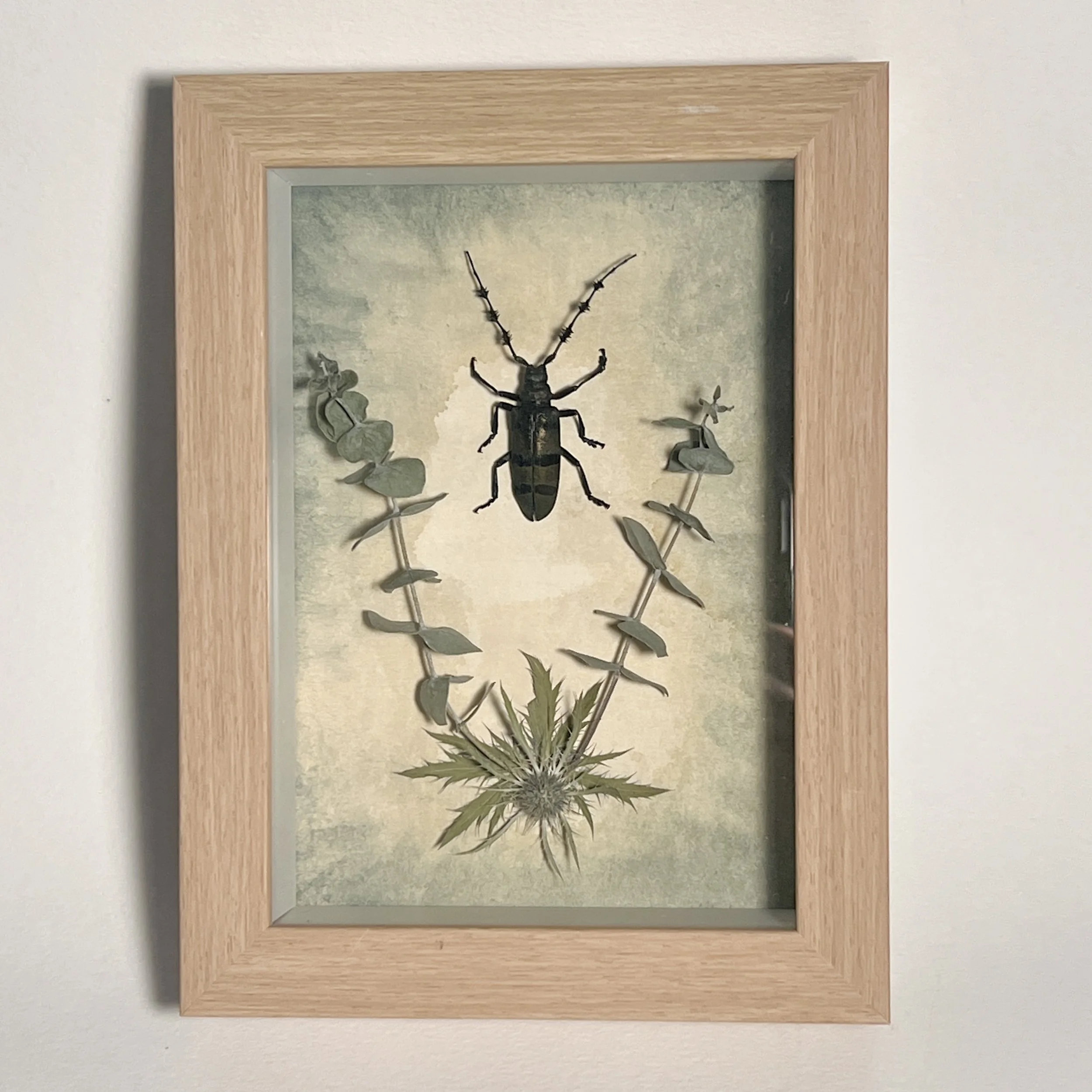 Longhorn Beetle w/ Watercolor Background