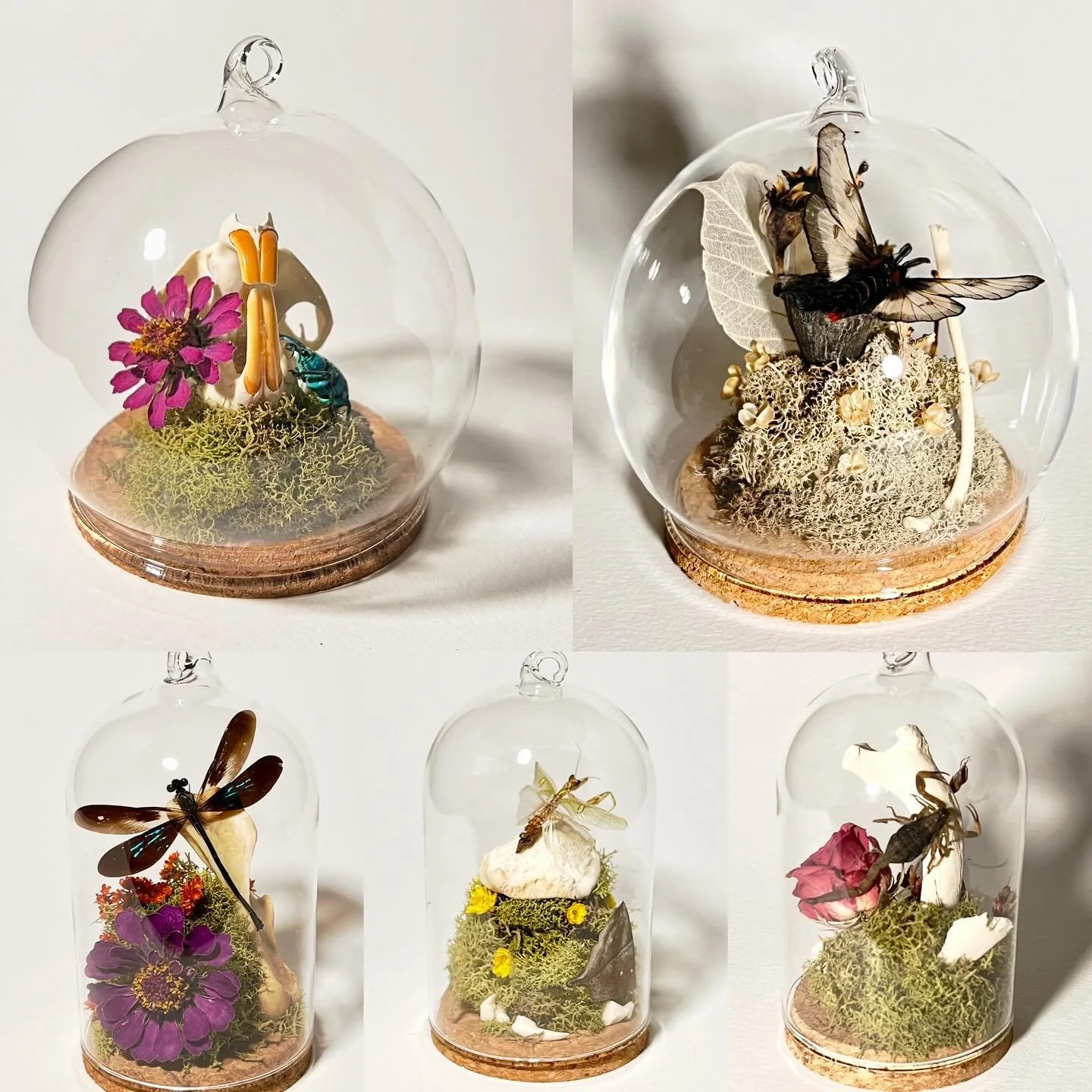 This weekend we&rsquo;ll be at @weirdart.mpls Holiday Bizarre!!! 
We&rsquo;ve got great gifts for the insect/bone/nature lovers in your life including:
- one-of-a-kind glass ornaments with nature vignettes 
- A giant scorpion, cat skull, beetle cloch