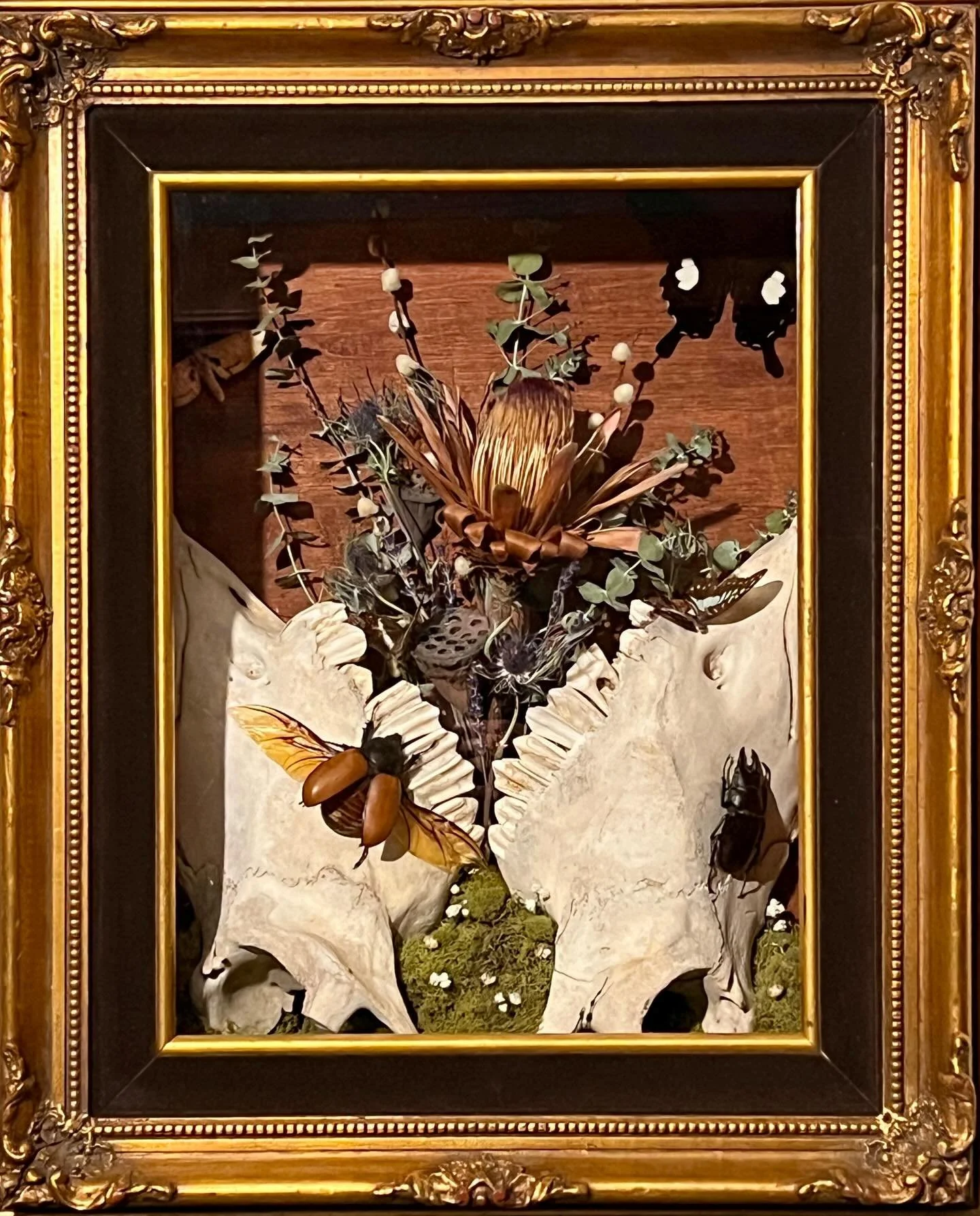 This piece found its home at the Kansas City @worldodditiesexpo ✨🖤🥰🖤✨

🖼️ Vintage gold Frame 
💀Buffalo skull Fragments from @wildideabuffalo (a humane &amp; sustainable Buffalo Ranch in SD) via @ringtosstwins 
🦋Black &amp; White Helen Butterfly