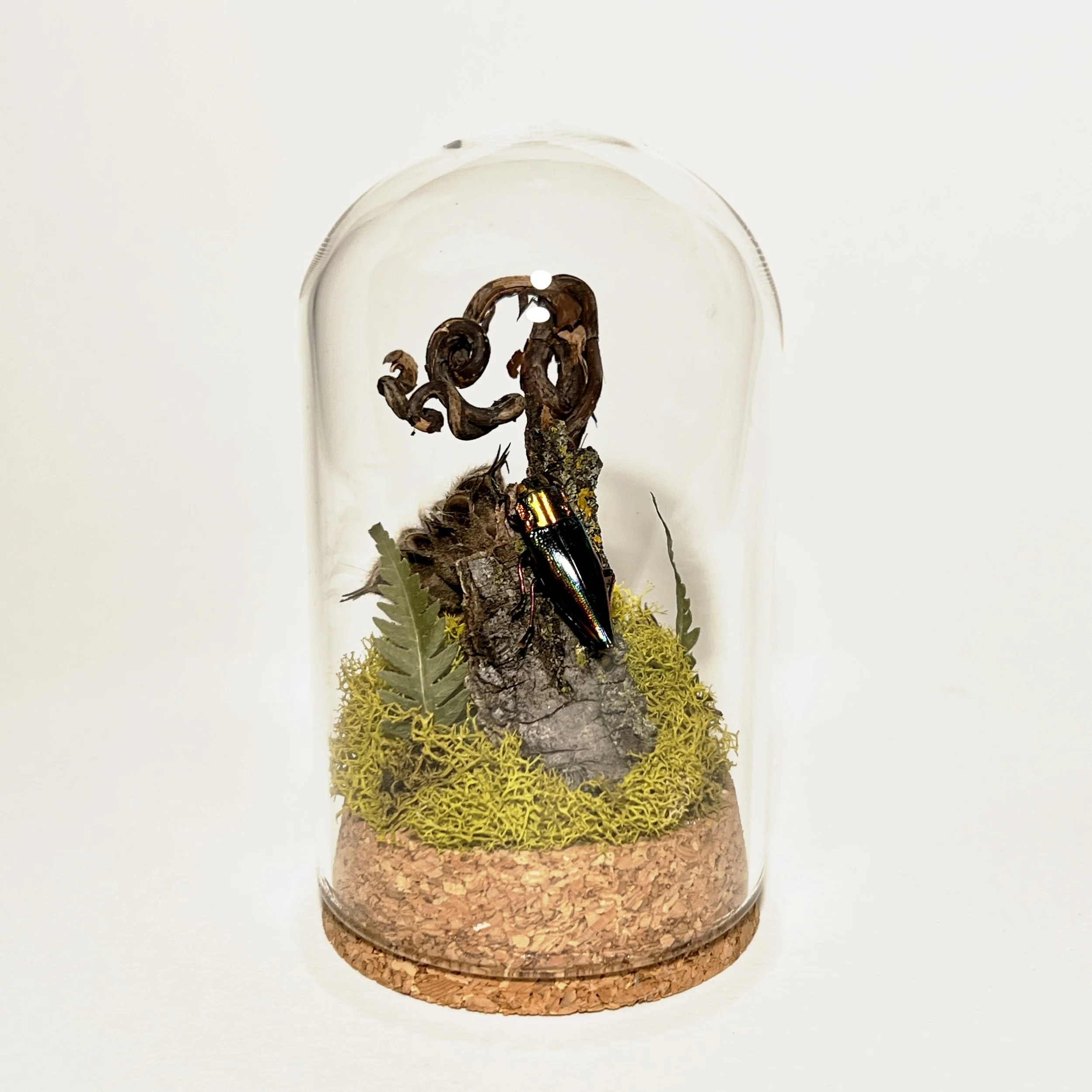 Rainbow Jewel Beetle with Gnarled Branch