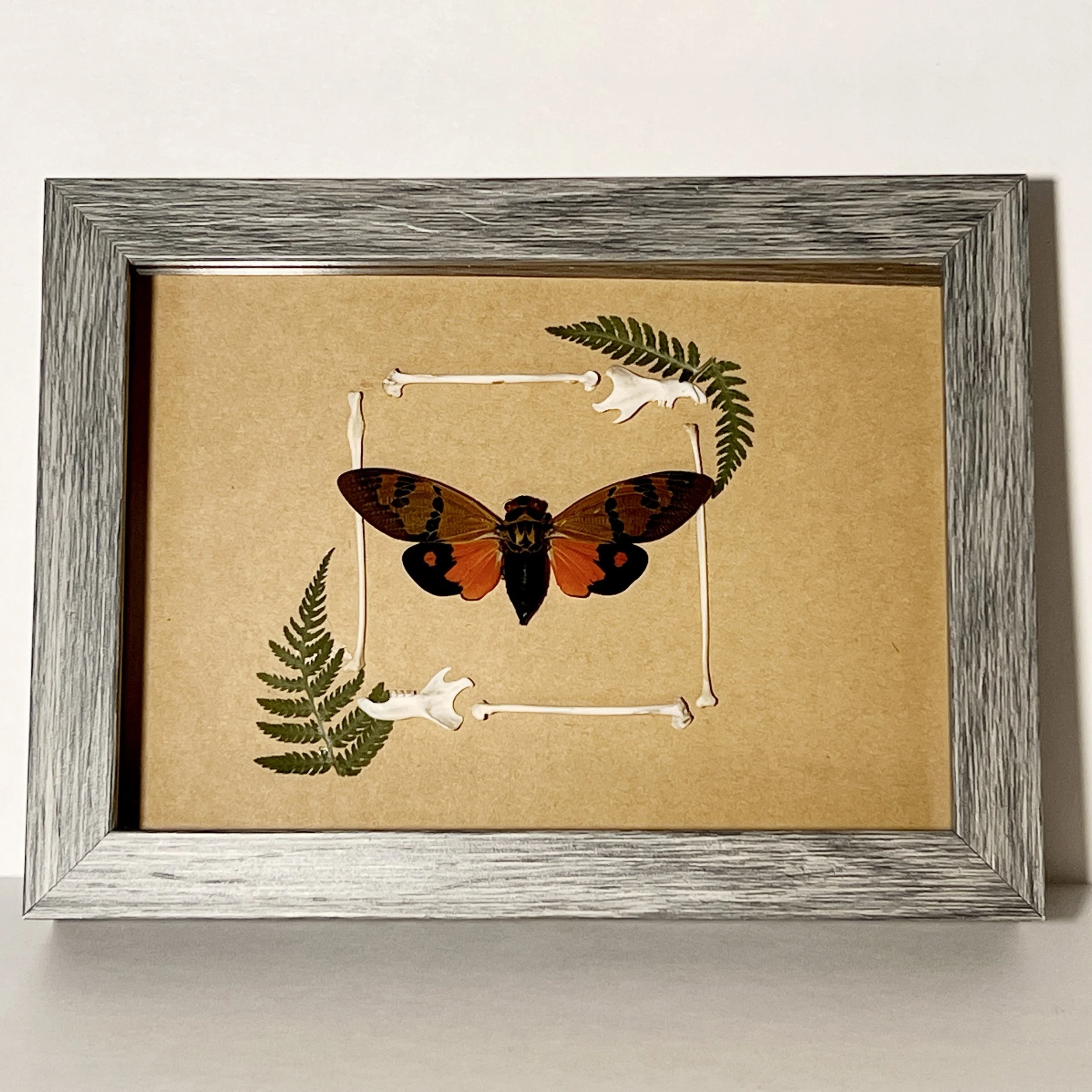 Halloween Cicada with Bone Frame & Ferns