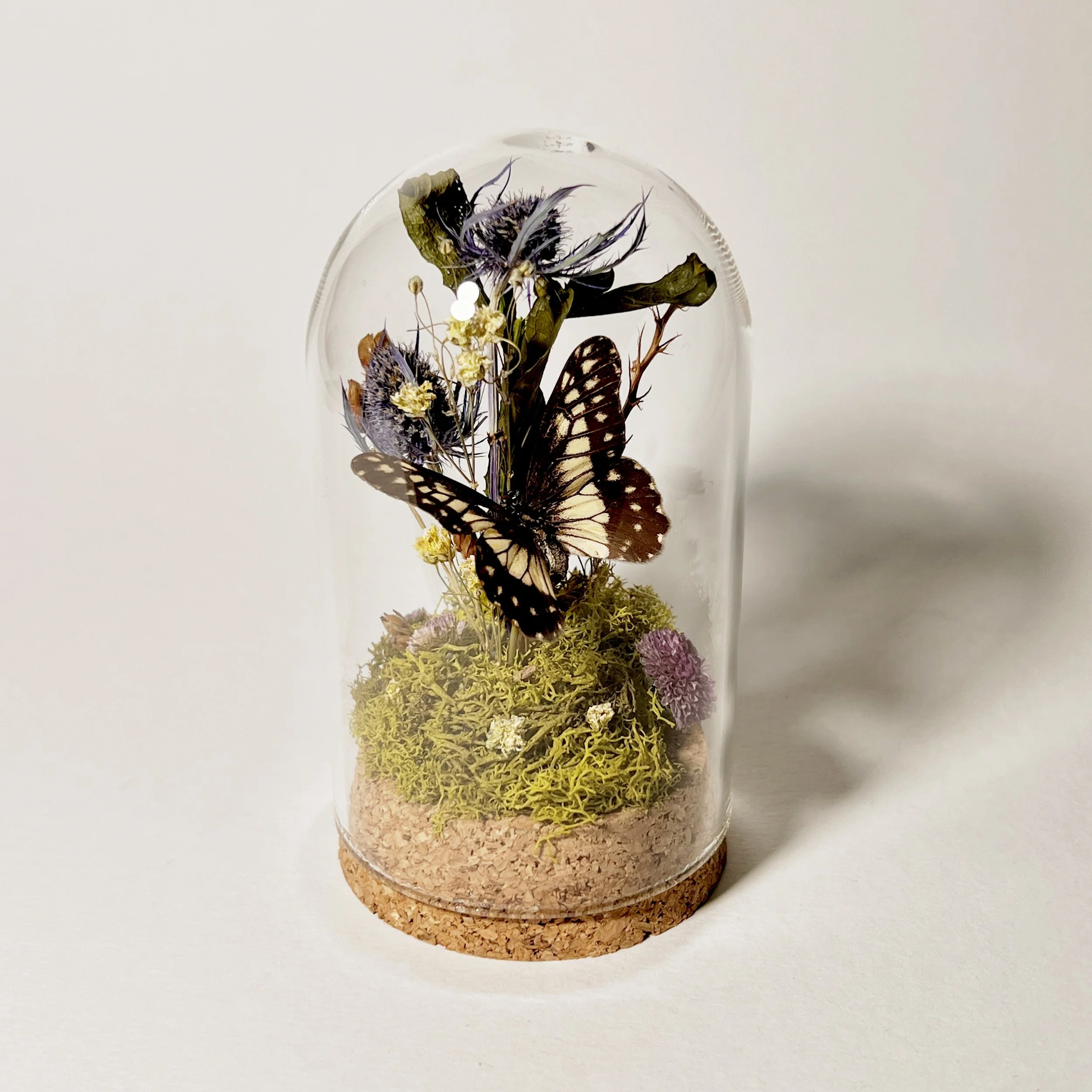 Blue Wanderer Butterfly with Dried Flowers