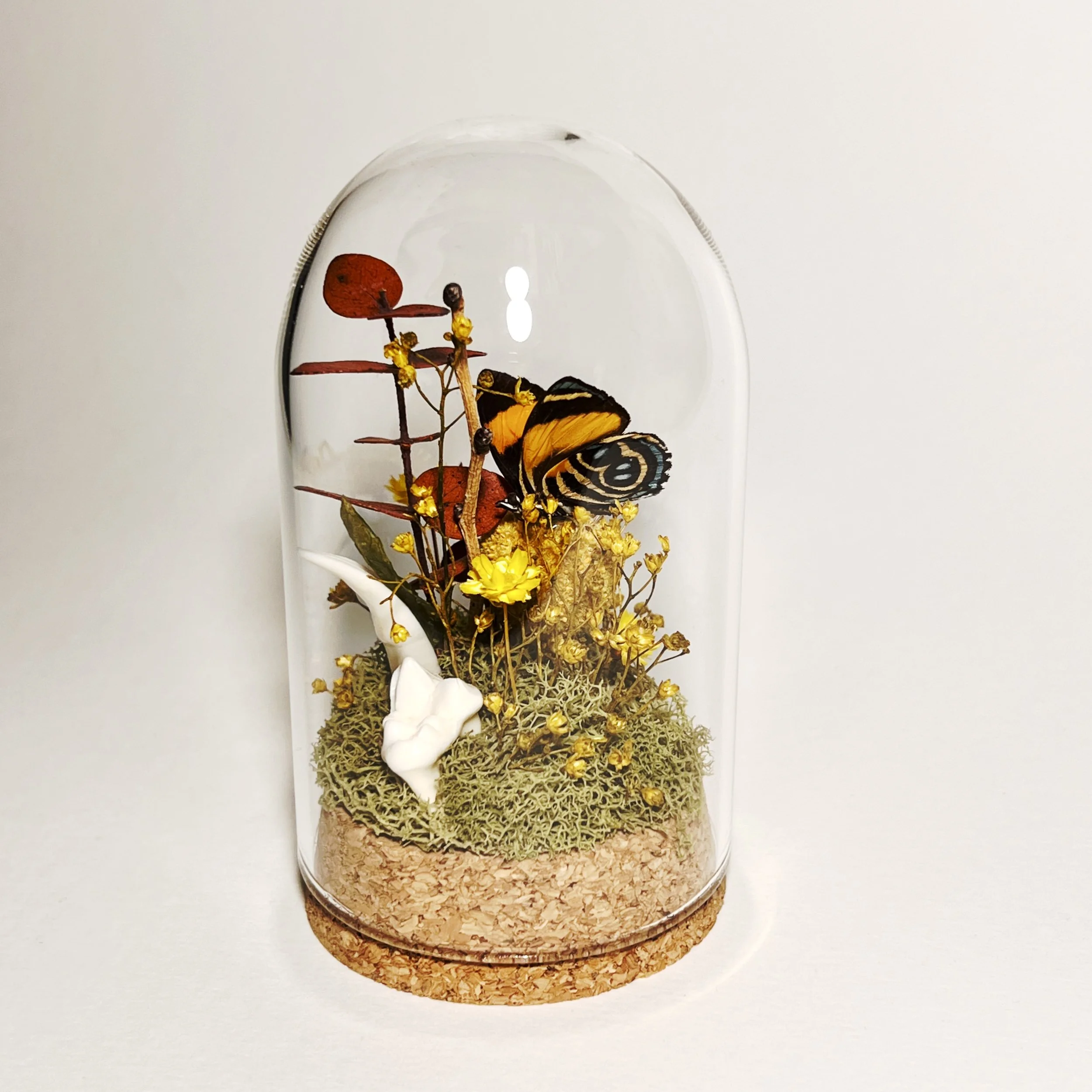 Aegina Number Wing with Teeth and Dried Flora