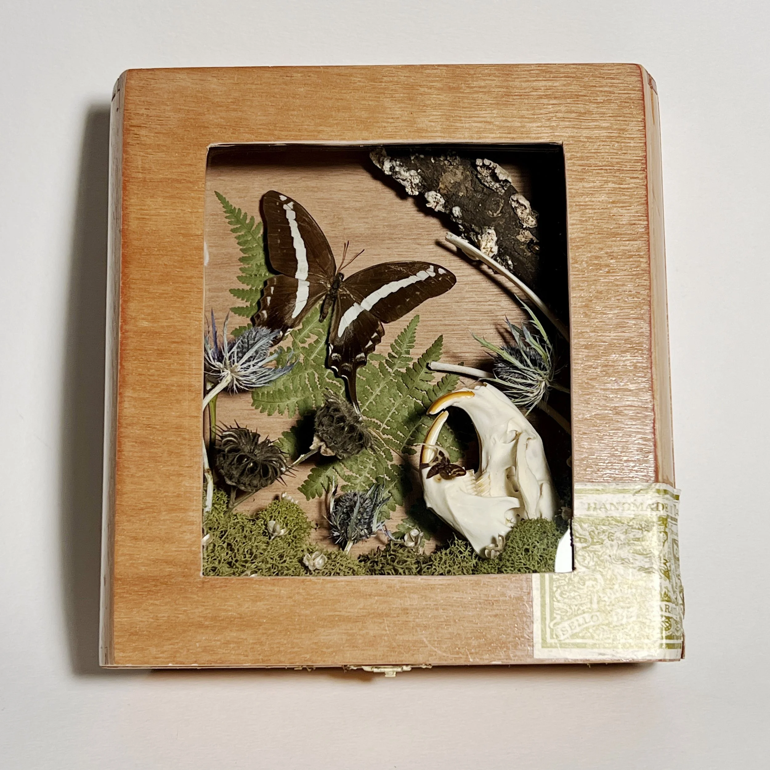 Cream Banded Swordtail & Muskrat Skull in Cigar Box