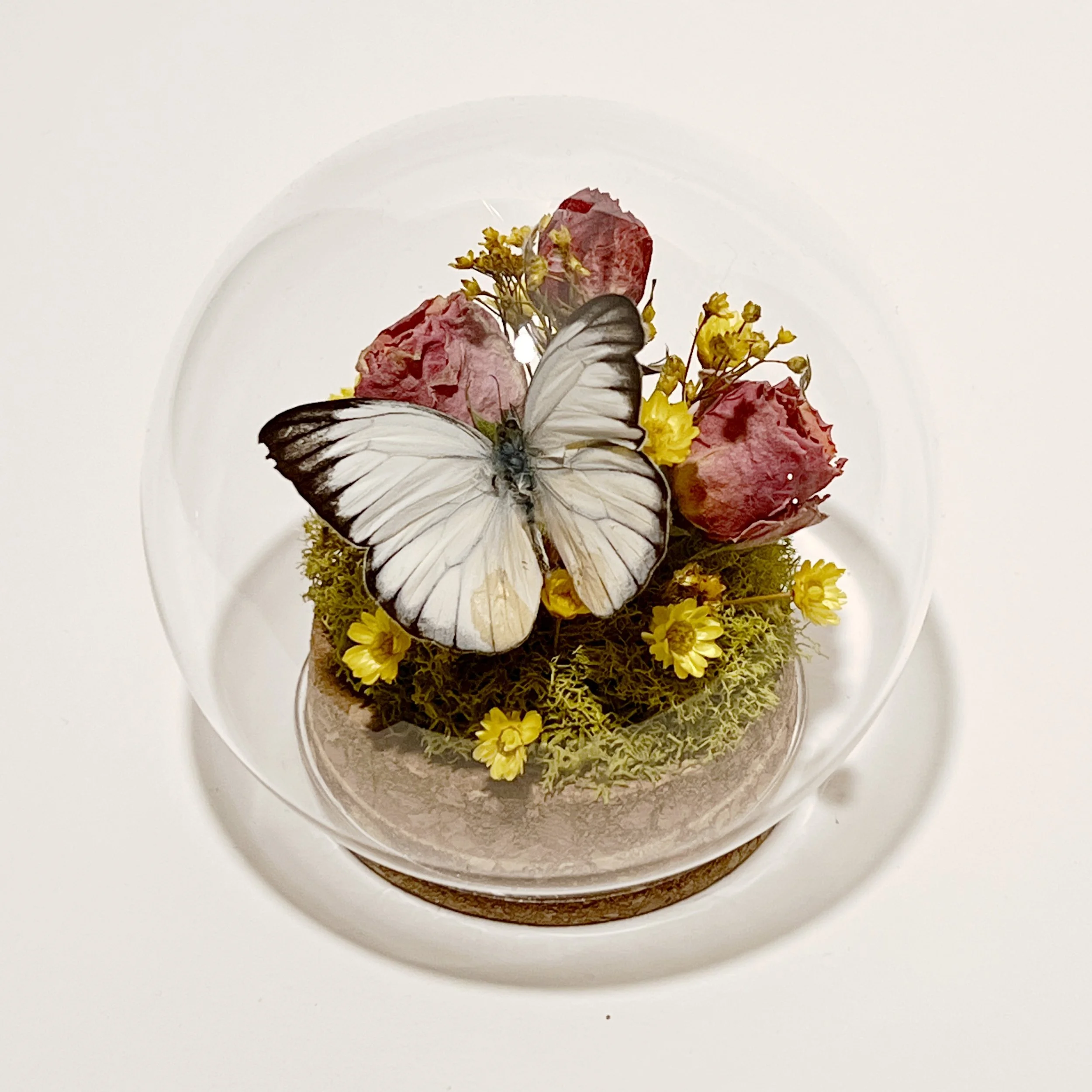 Spotted Sawtooth Butterfly with Flowers