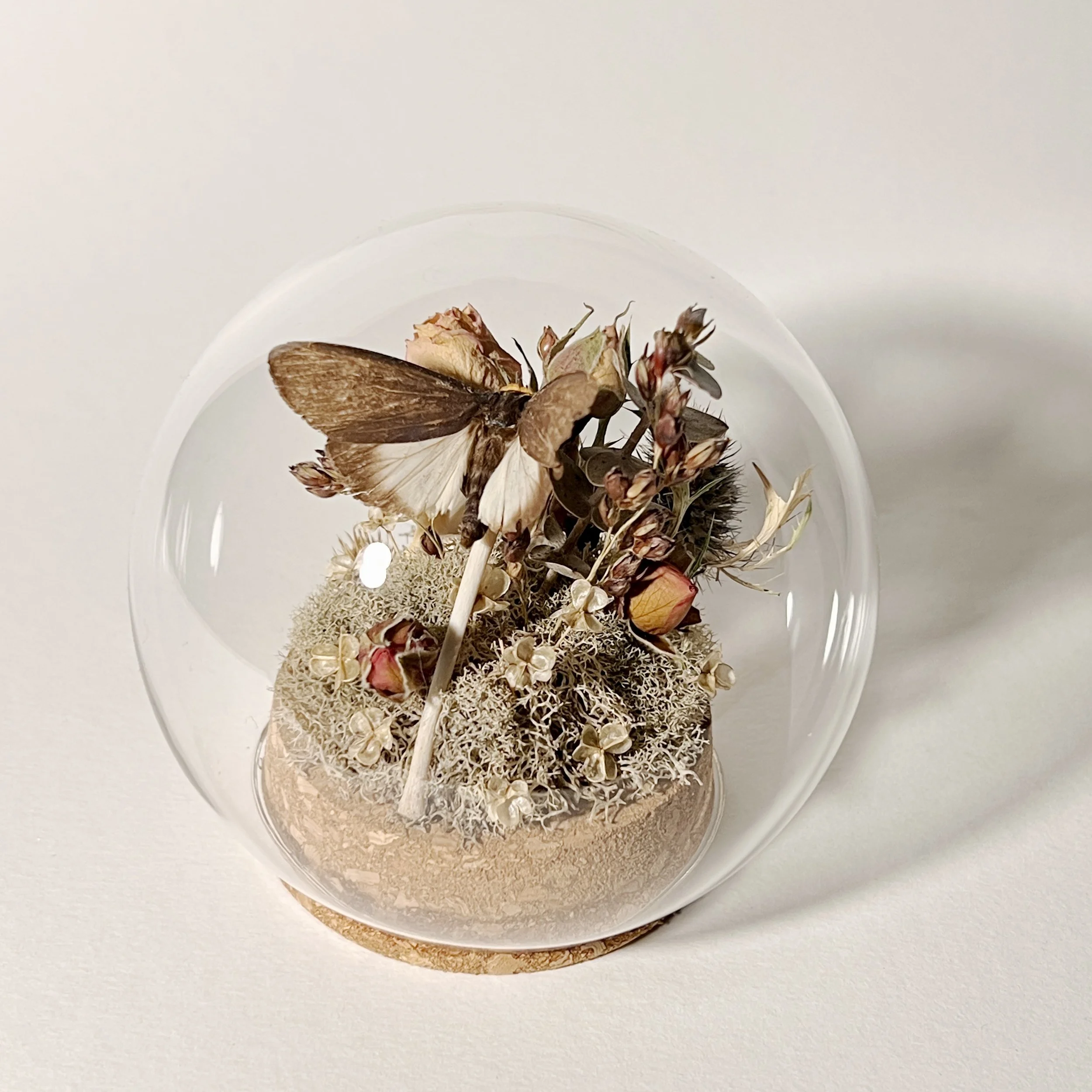 Moth with Rib, Roses, and Vertebra