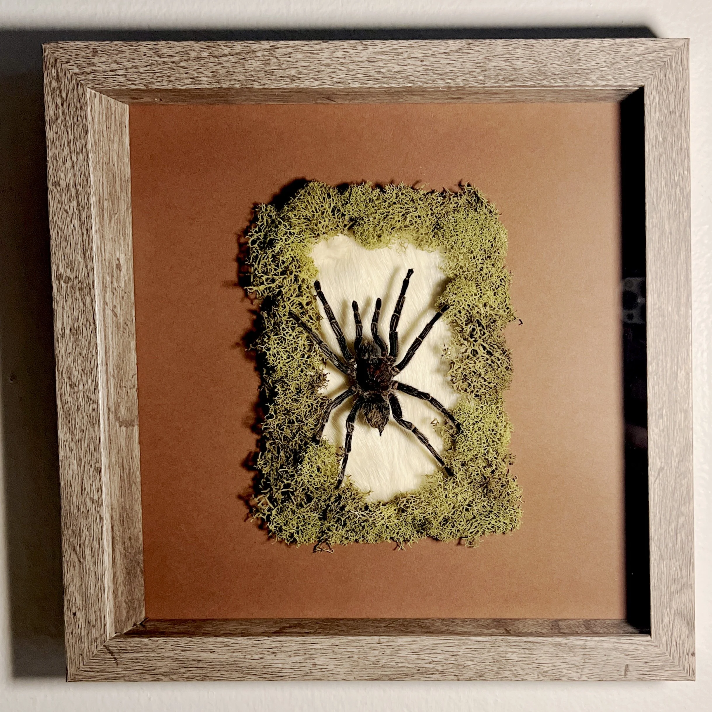 Framed Tarantula on Rat Skin Rug