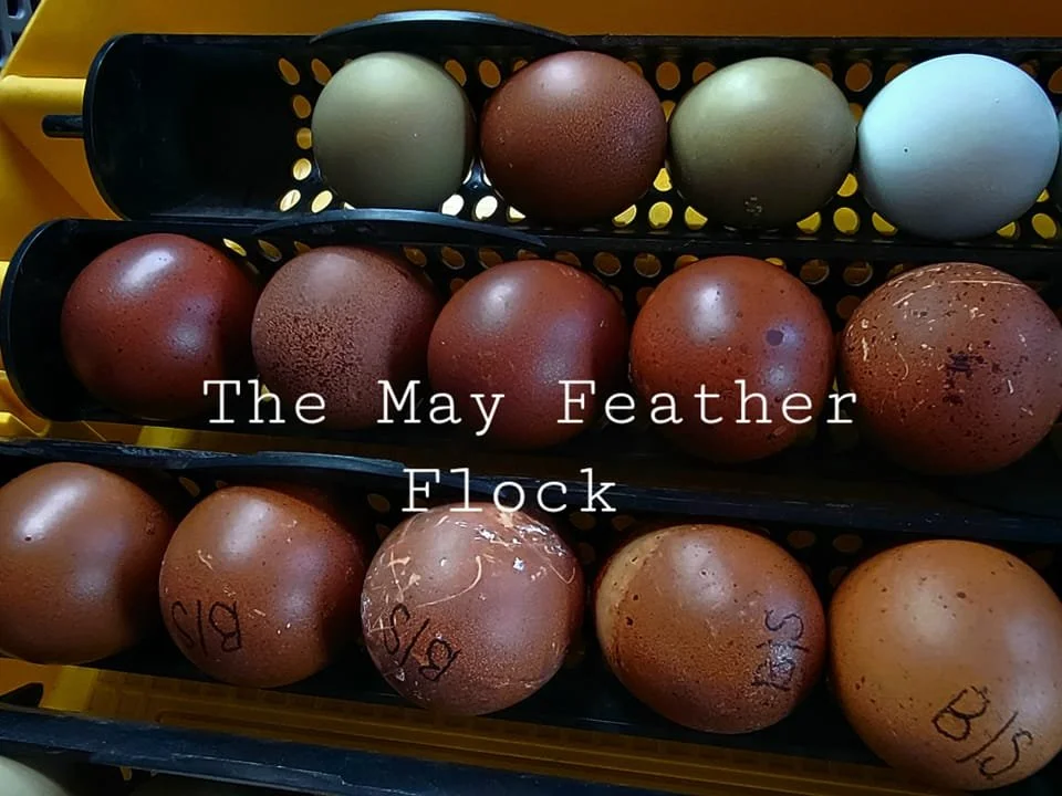 Marans.jpg