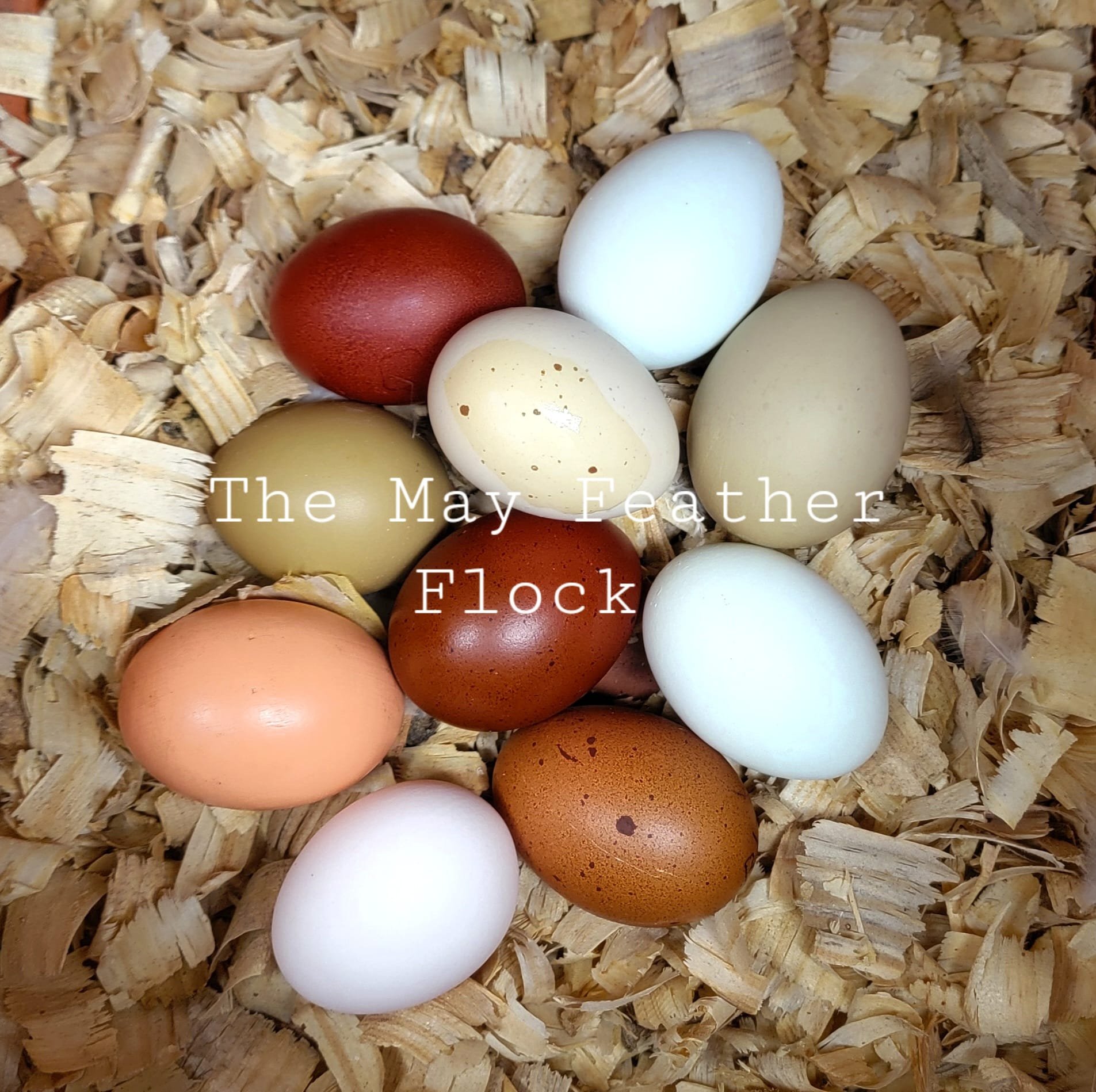 Nest box.jpg
