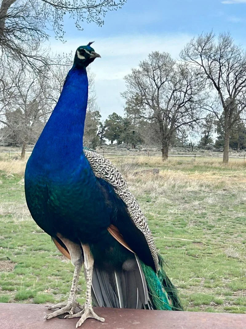 Peacock-rock-garden.jpg
