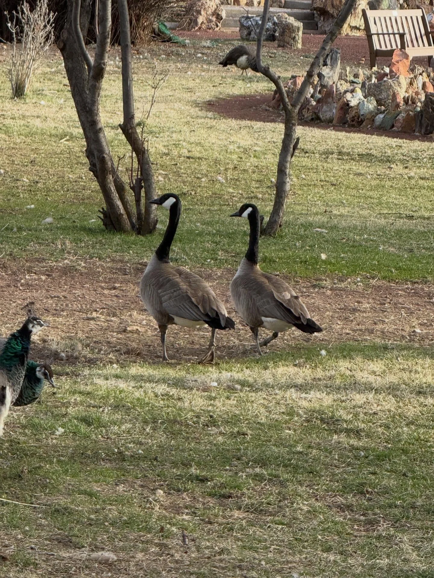 We had some &ldquo;Canadian&rdquo; visitors at The Garden this last week&hellip;