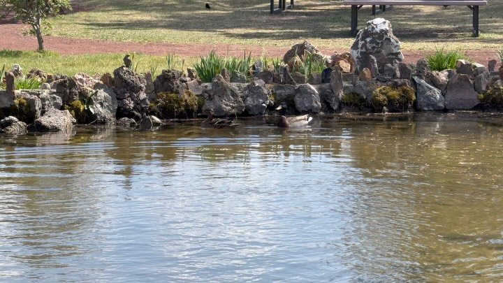 For the last month a duck couple has made The Garden their home. Looks we may have ducklings someday soon 🥰

Please do not disturb mama duck or her nest.