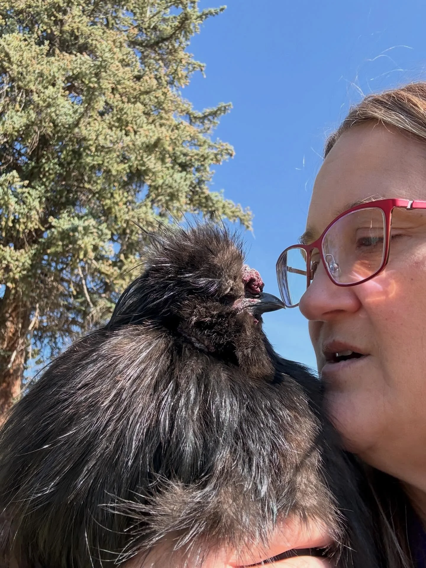 When I came back from vacation Auzzie the rooster was so excited to see me he flew to me for the first time! When I picked him up for his cuddles, he slowly turned his head so we were nose to beak. We stayed like this for several minutes. Not sure I 